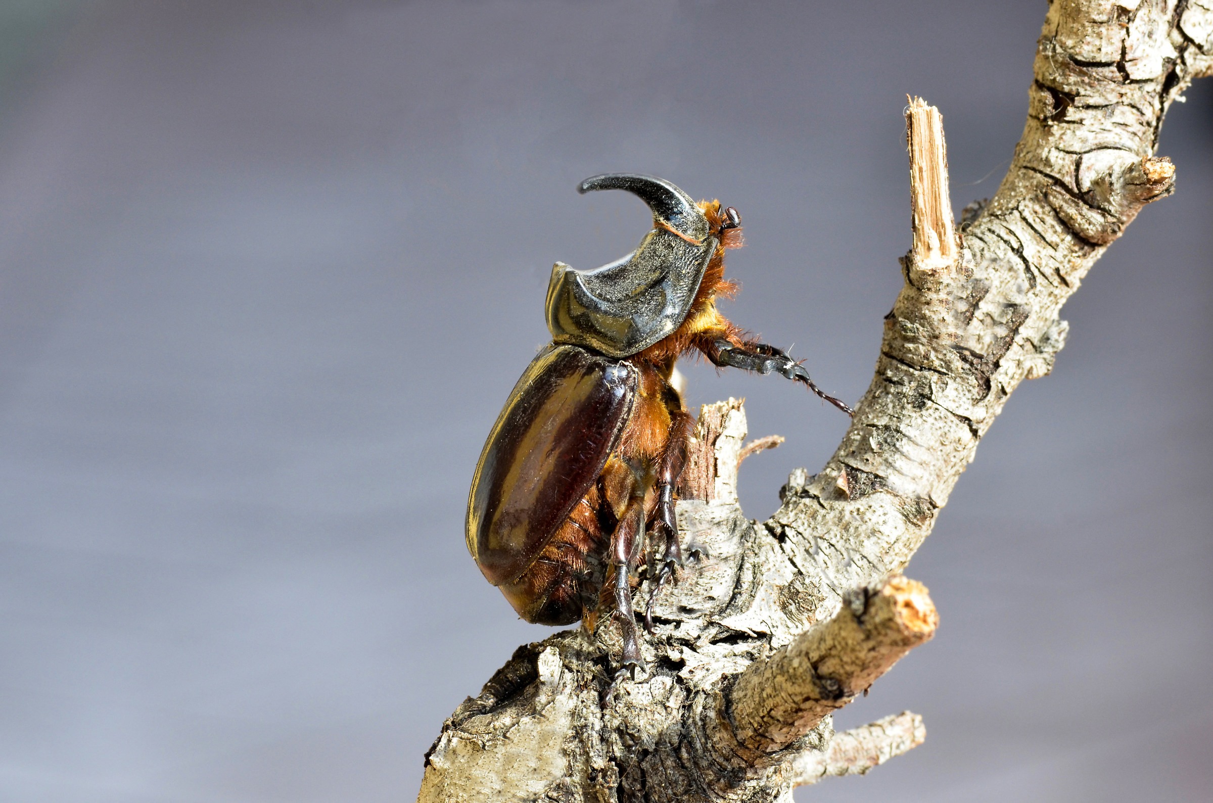 Oryctes nasicornis (scarabeo rinoceronte)