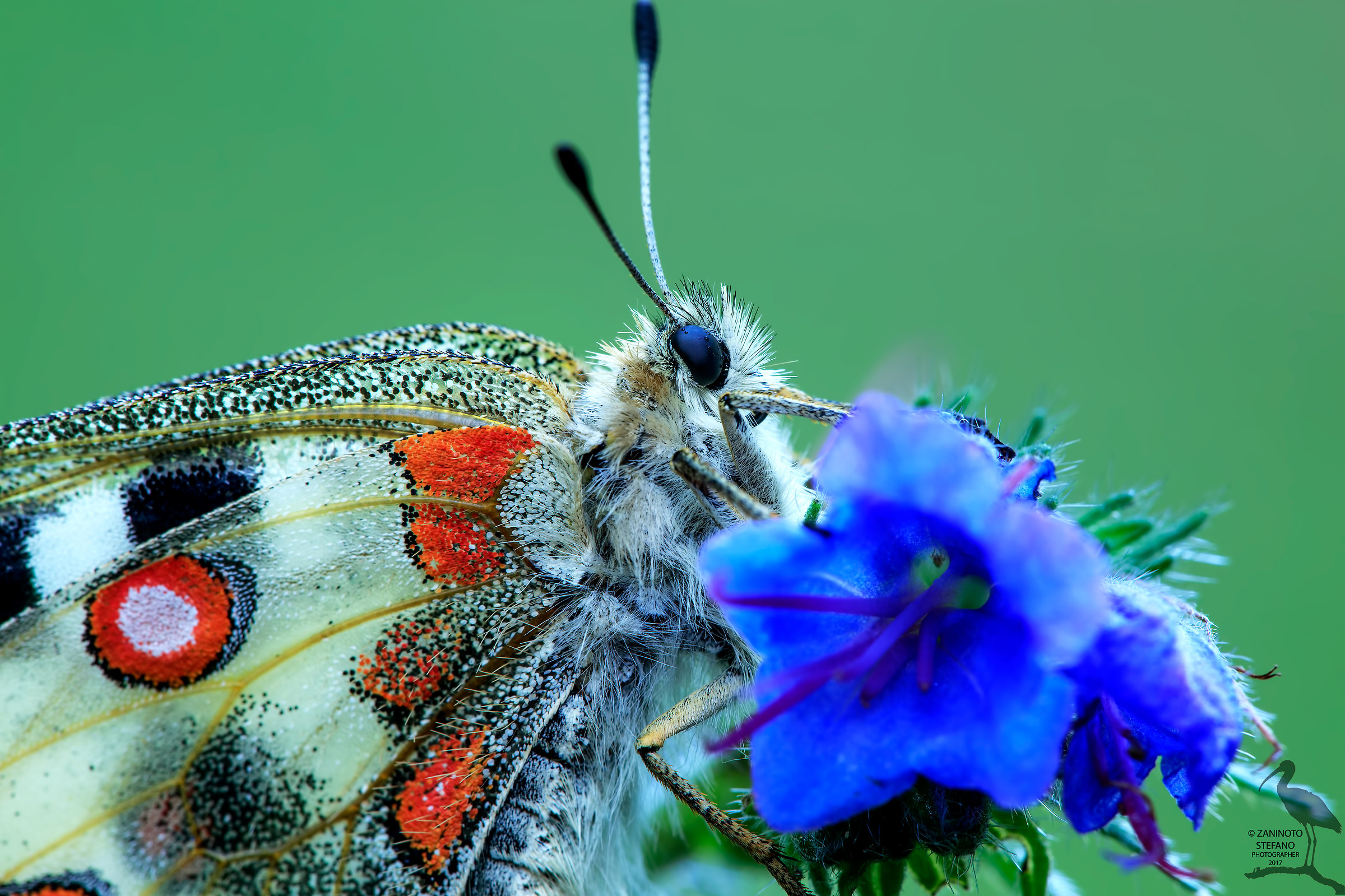 Parnassius apollo