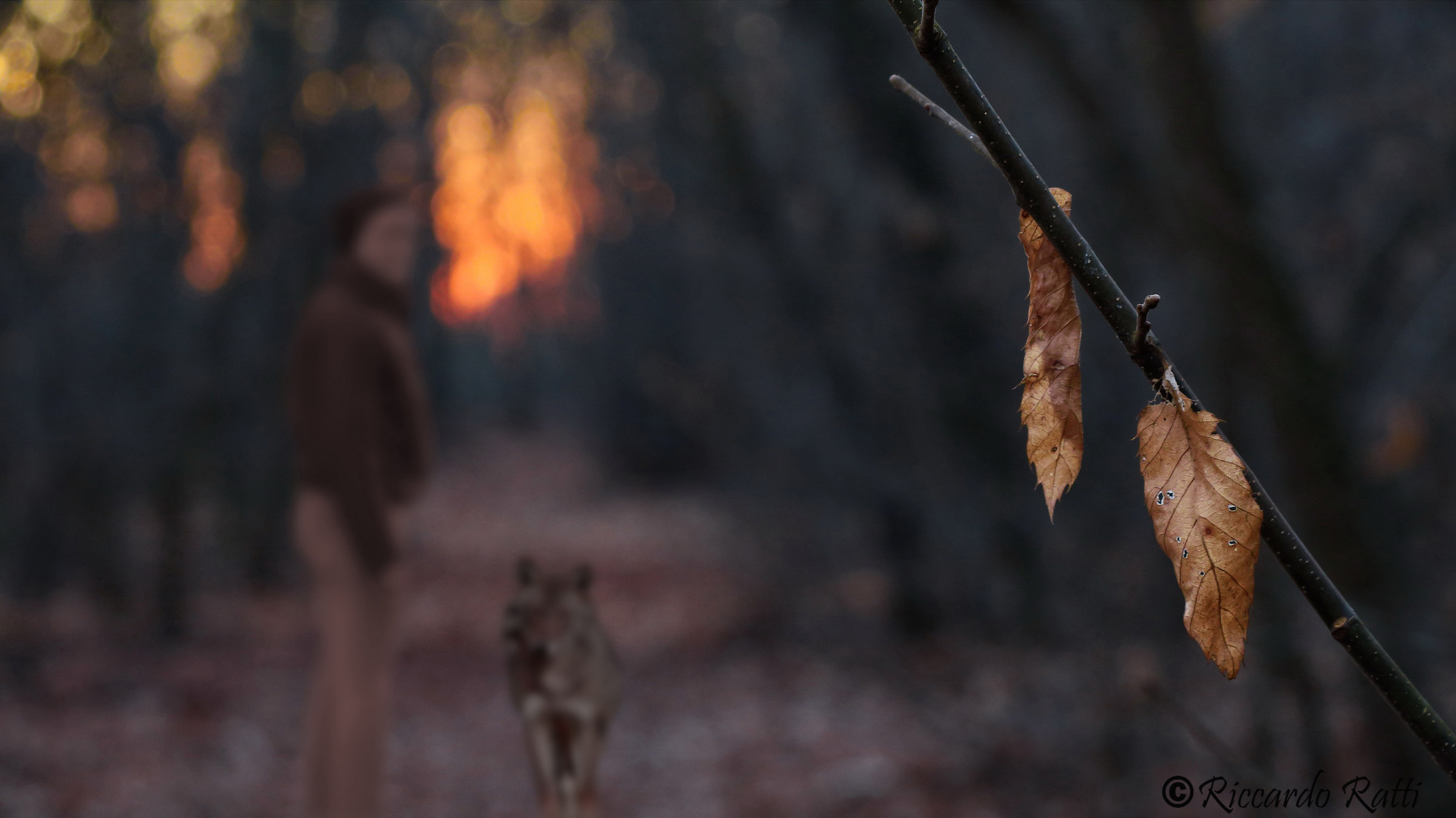 Evanescence attendance