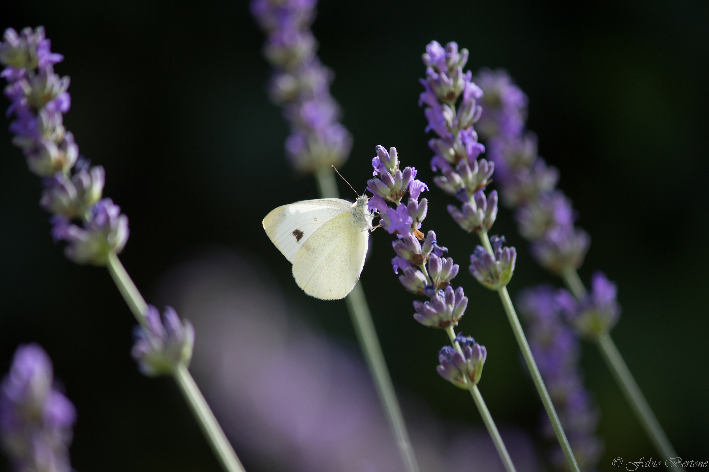 That I smell this lavender