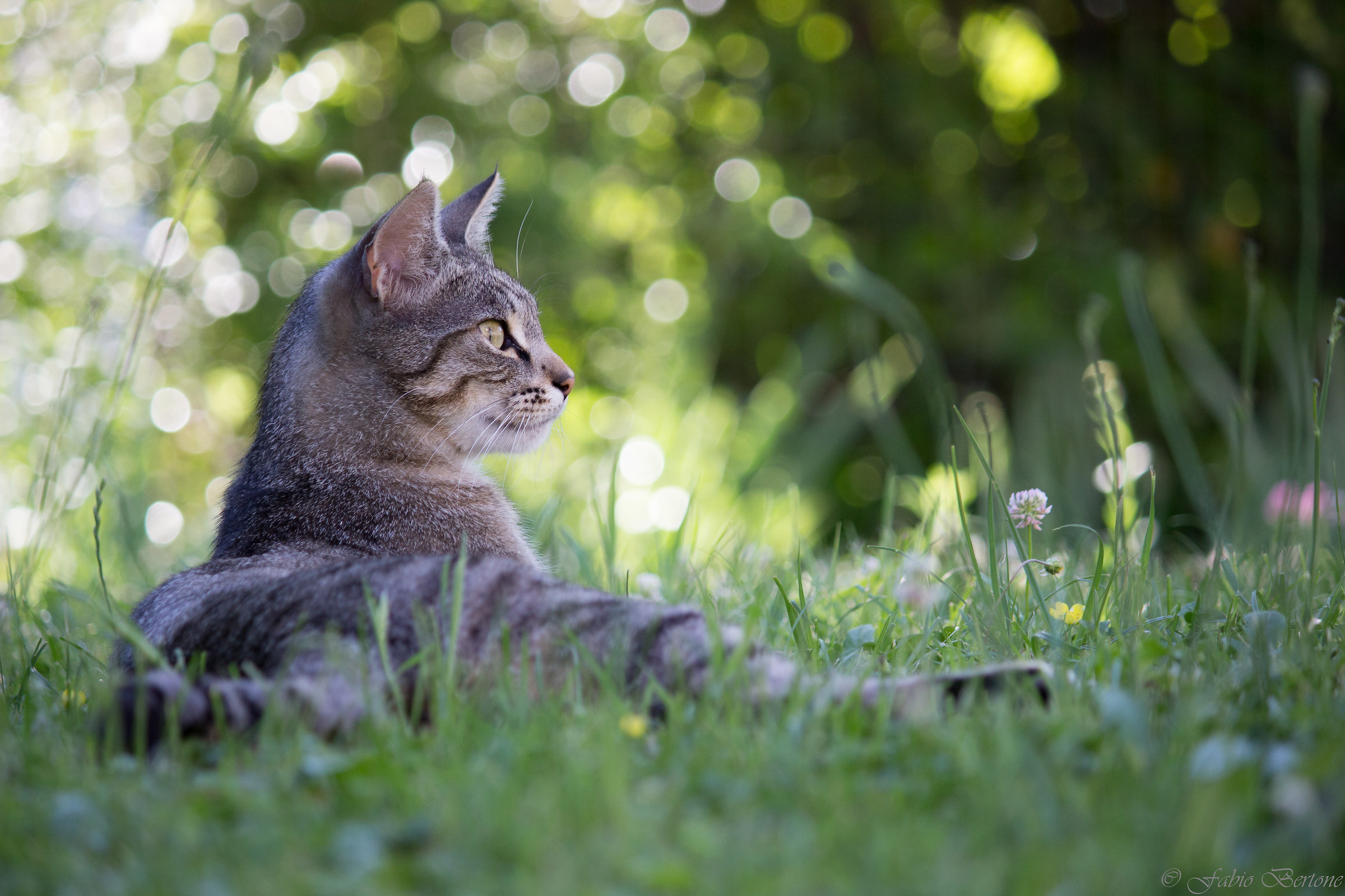 Where will my brother be?