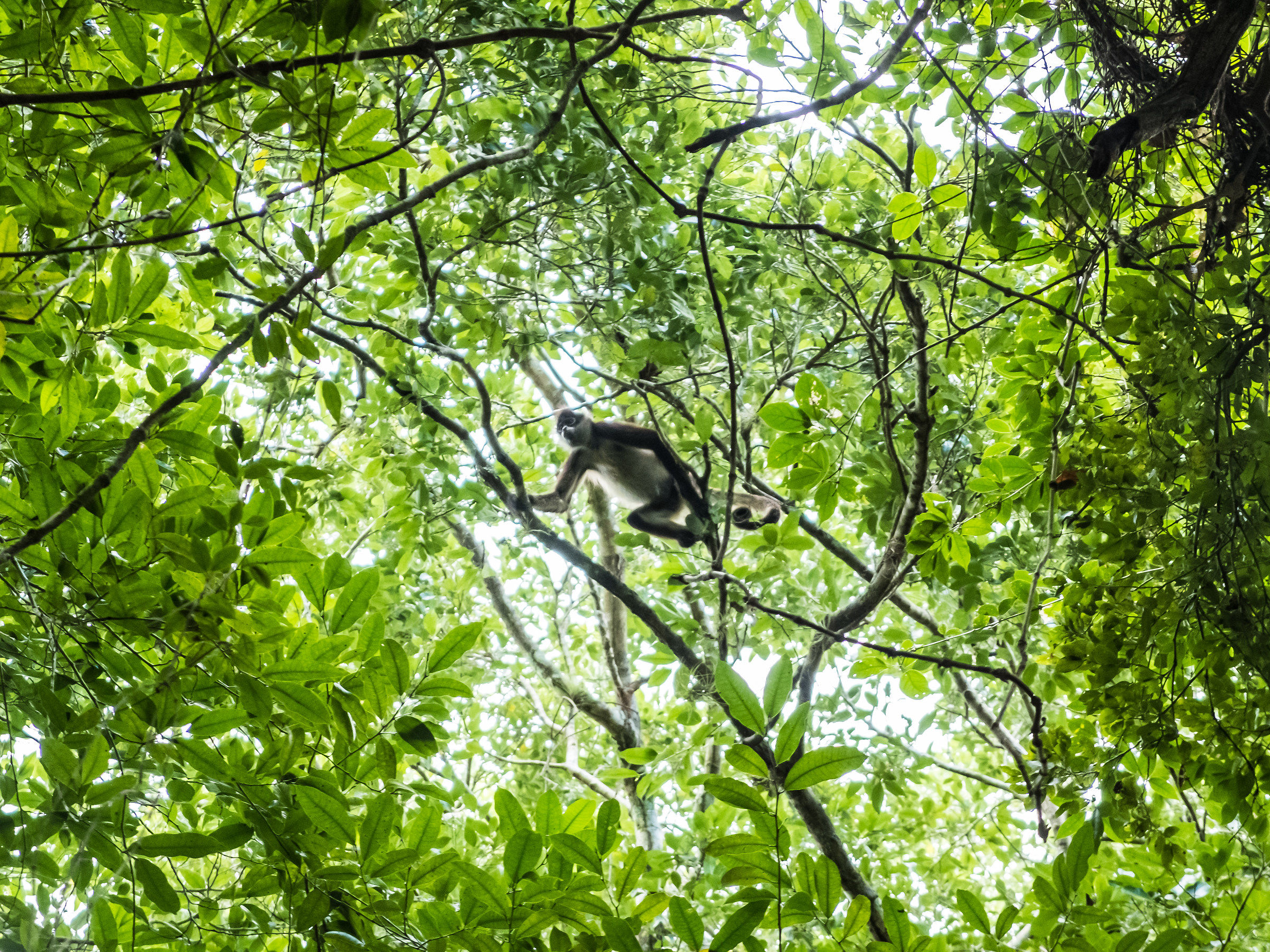 Monkey at Calakmul