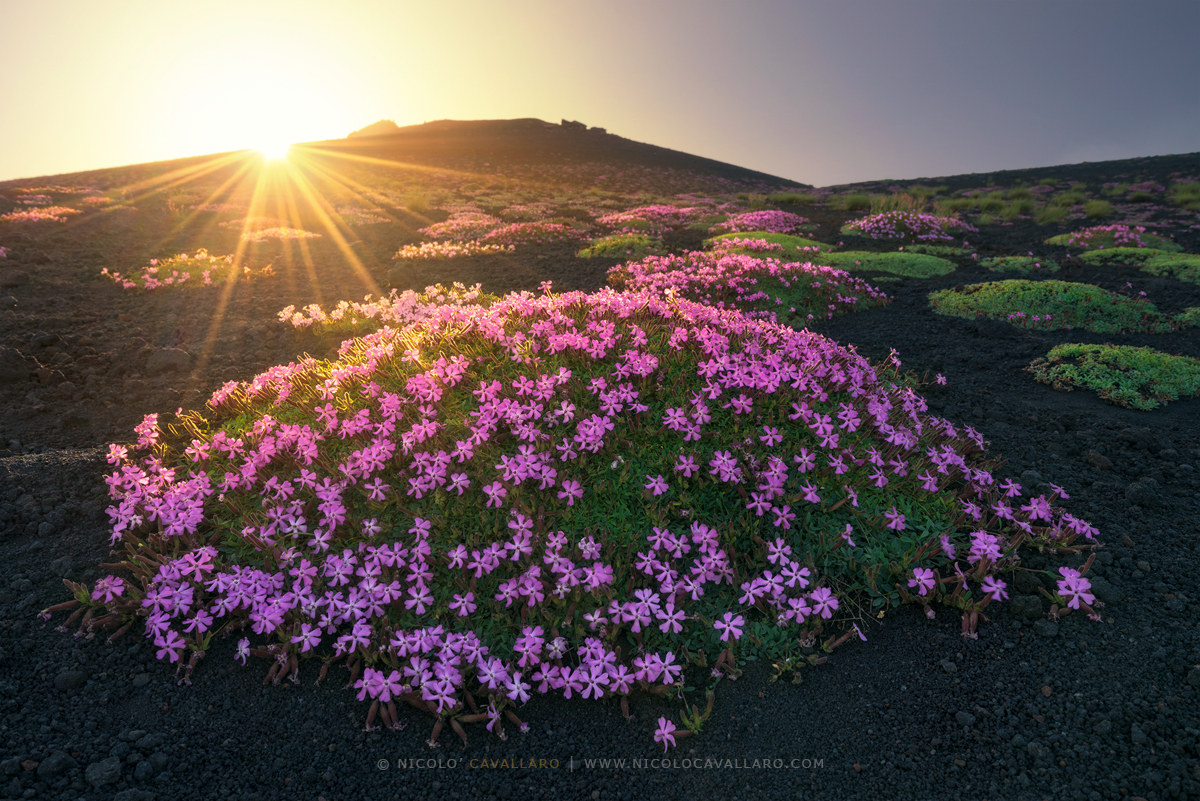 Etna - Saponaria sicula