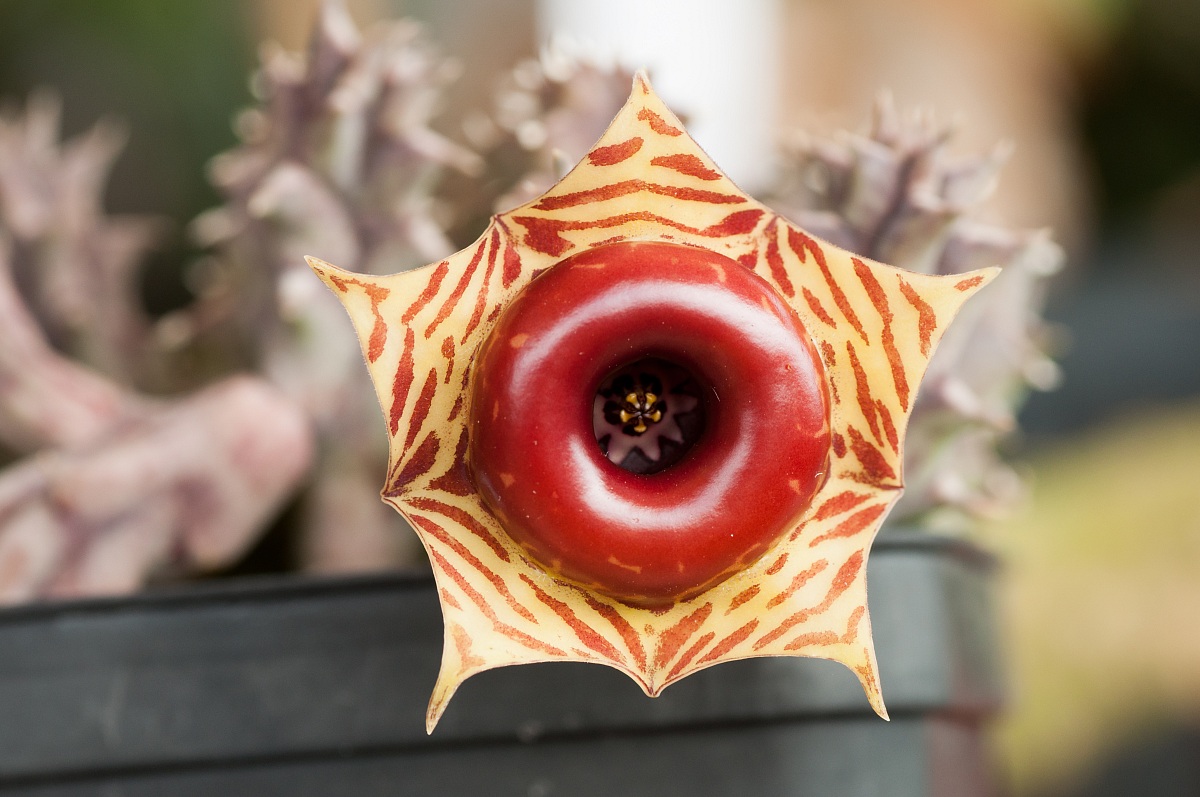 Huernia Zebrina Magniflora