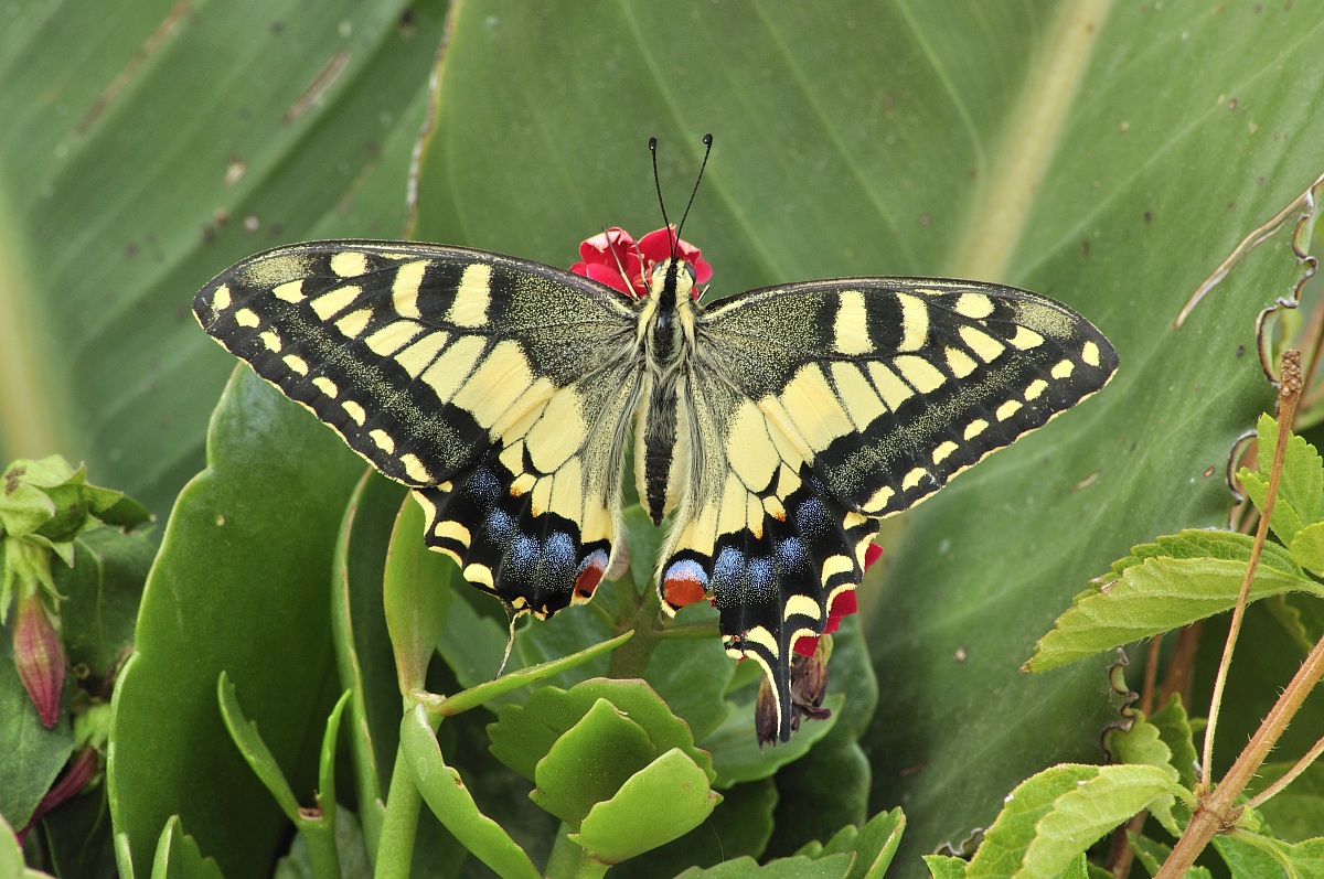 Machaon
