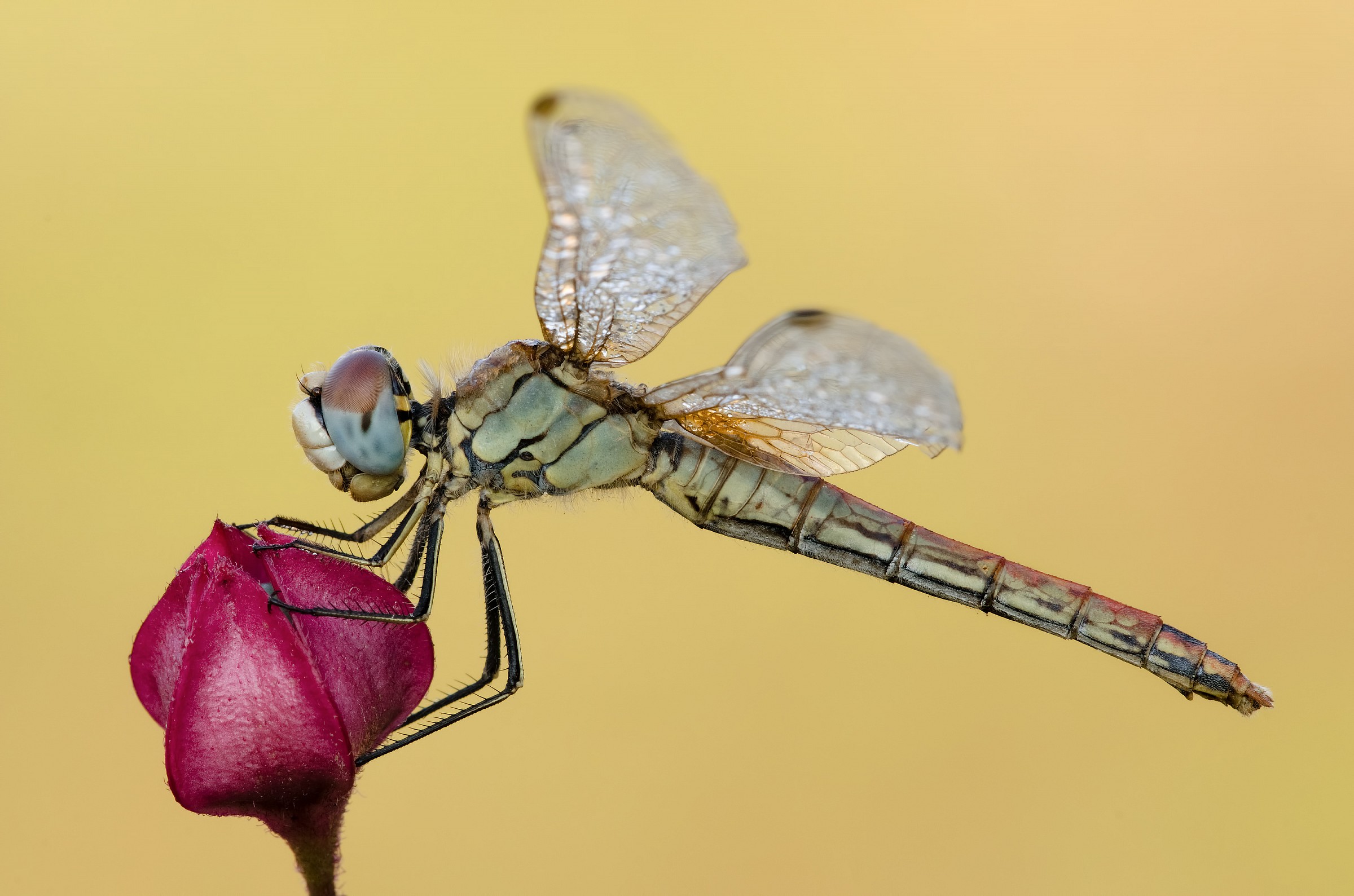 Sympetrum foncolombii