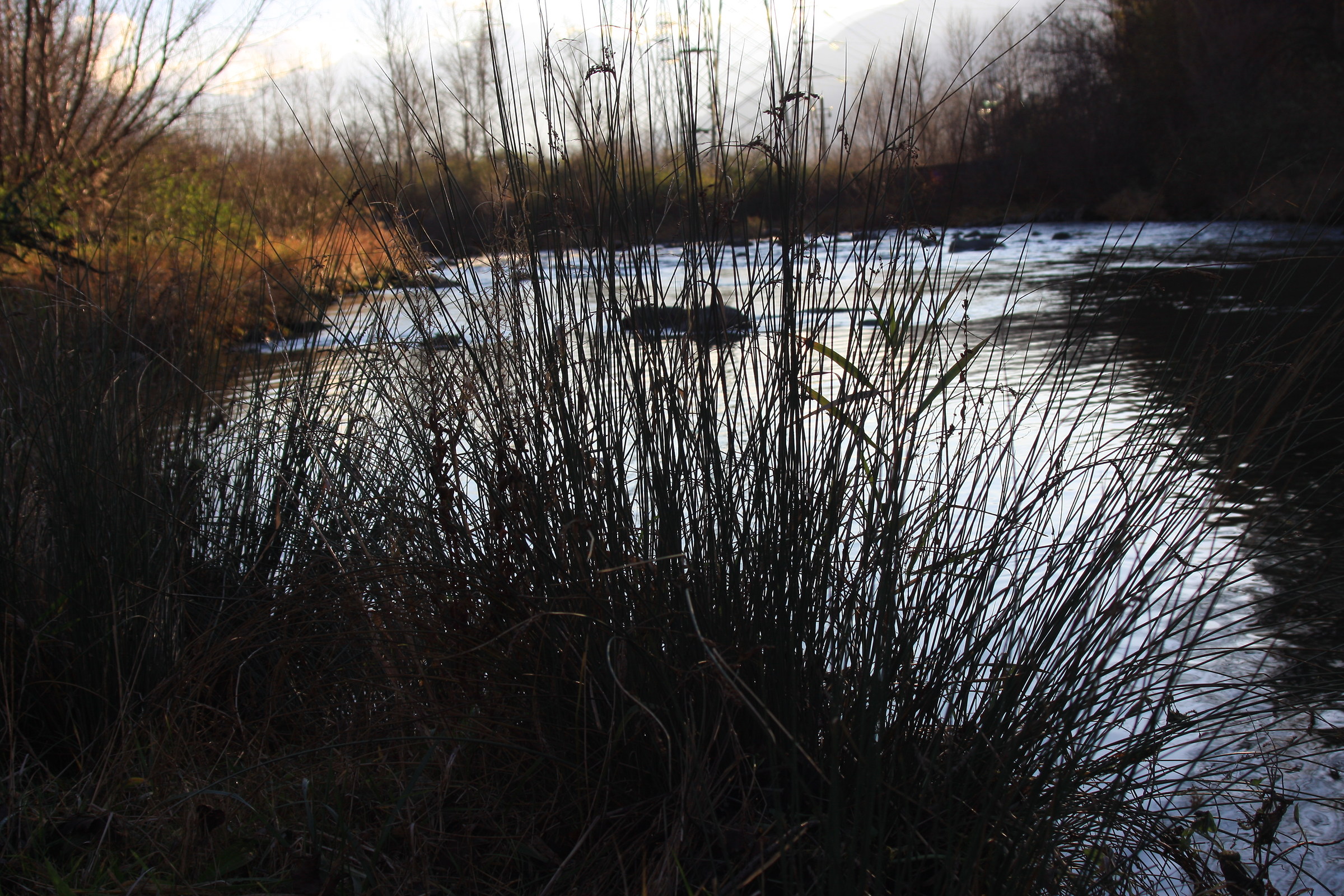 Emotions on the lair