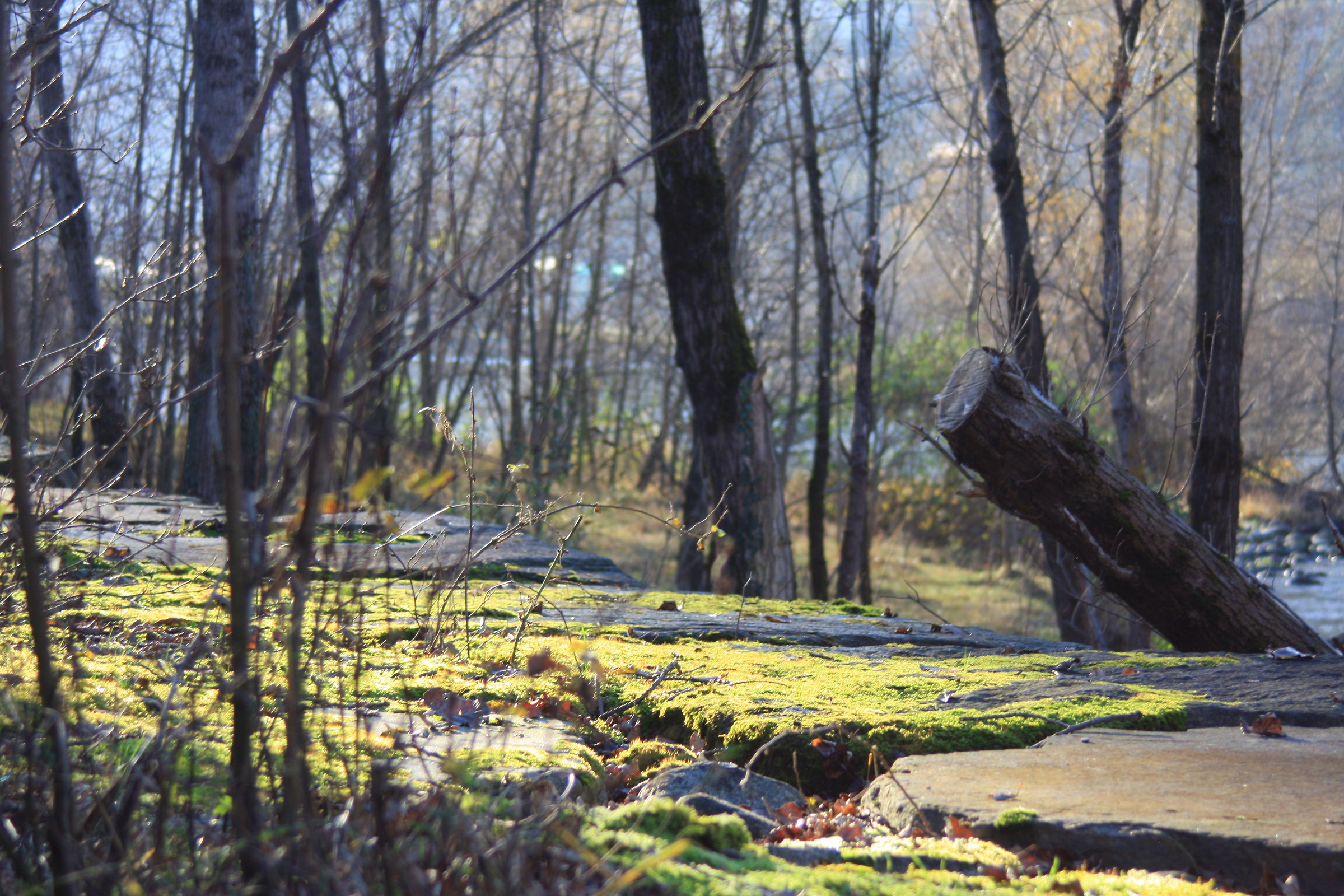 Emotions on the lair