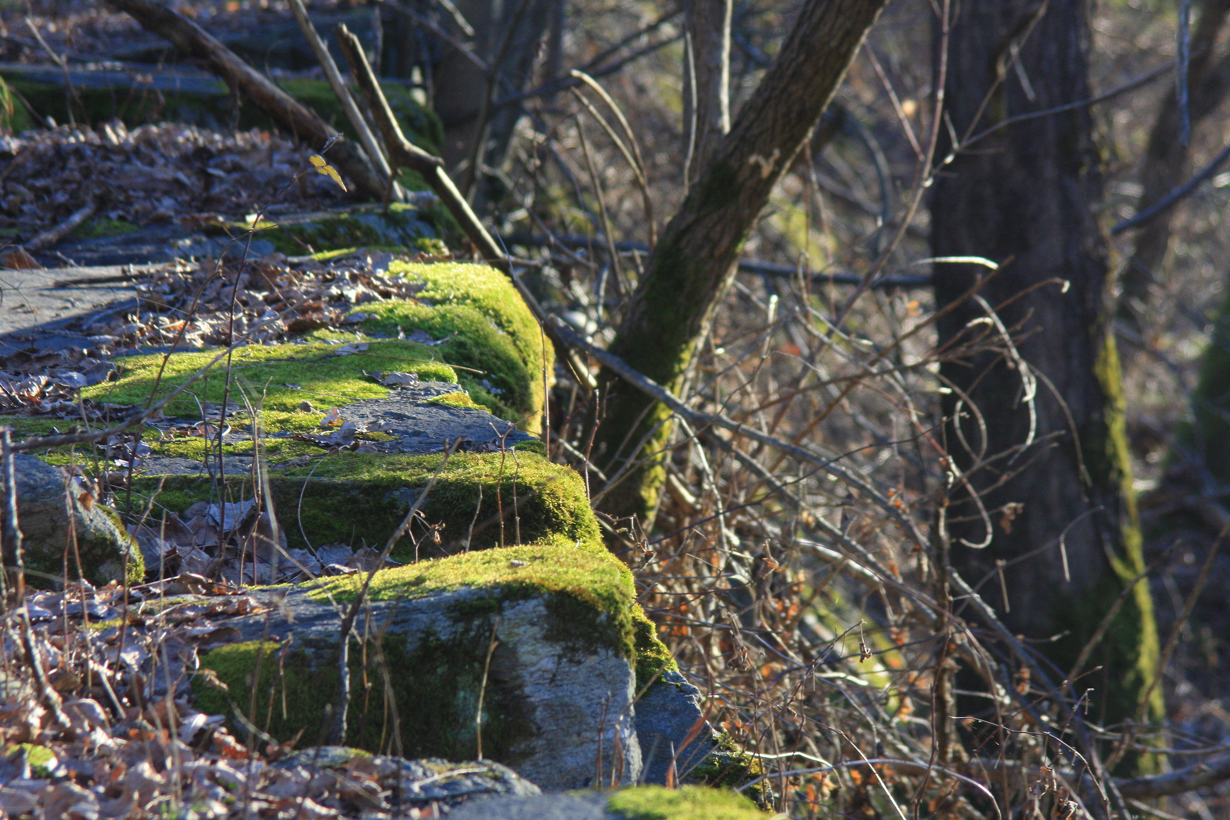 Emotions on the lair