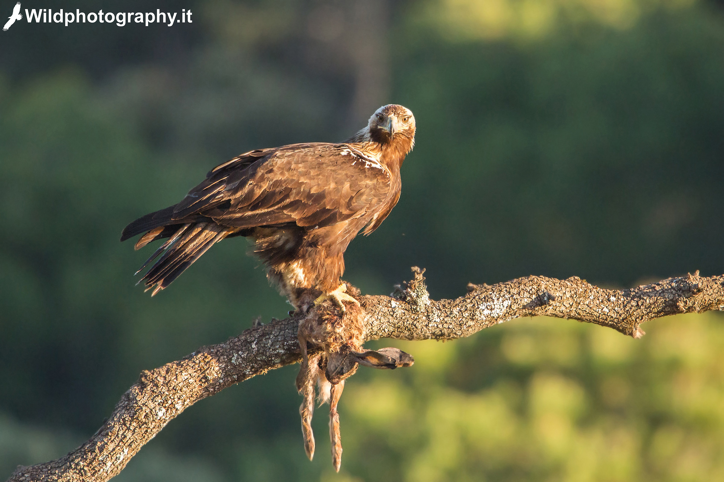 Spanish Imperial Aquila