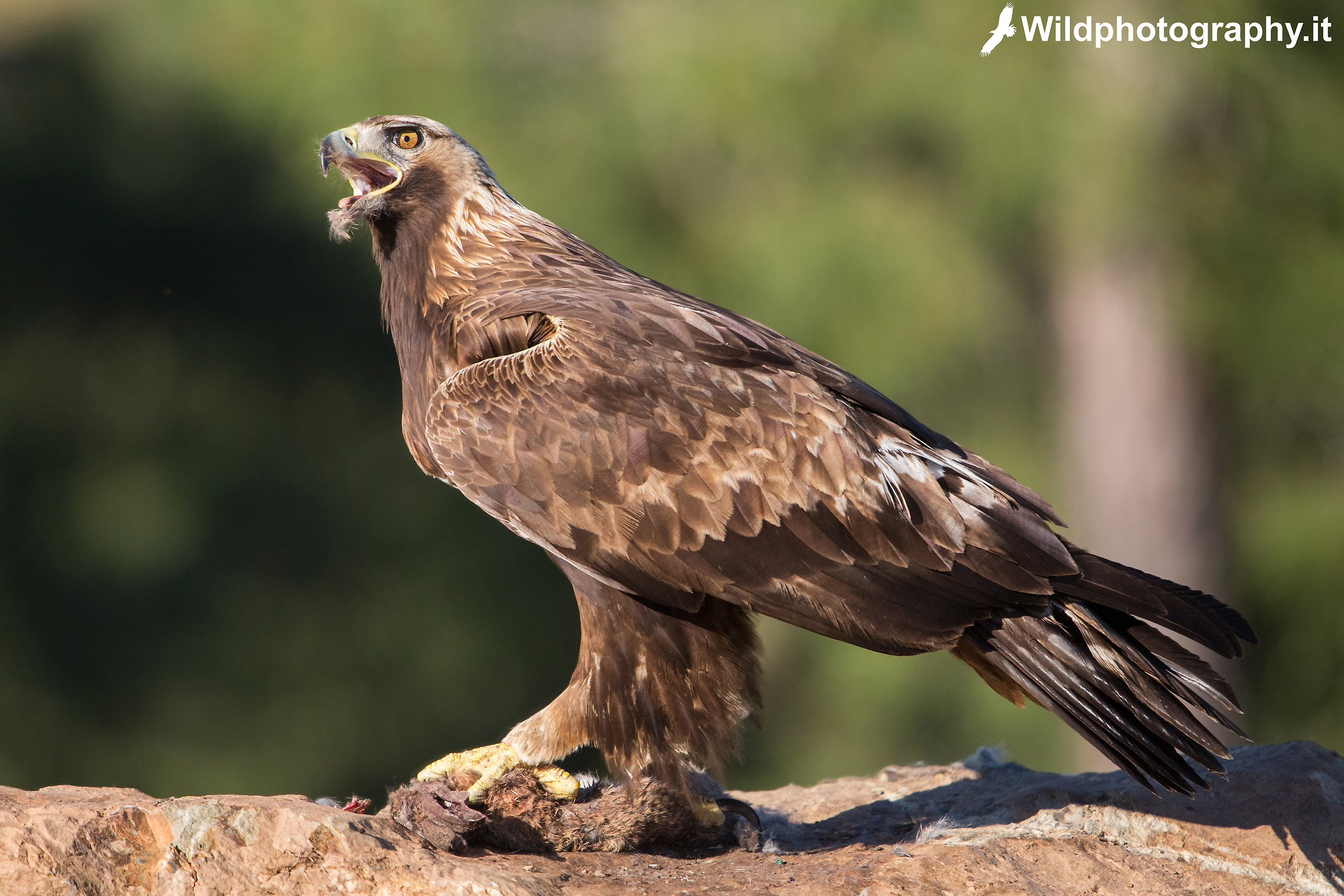 The roar of the real eagle