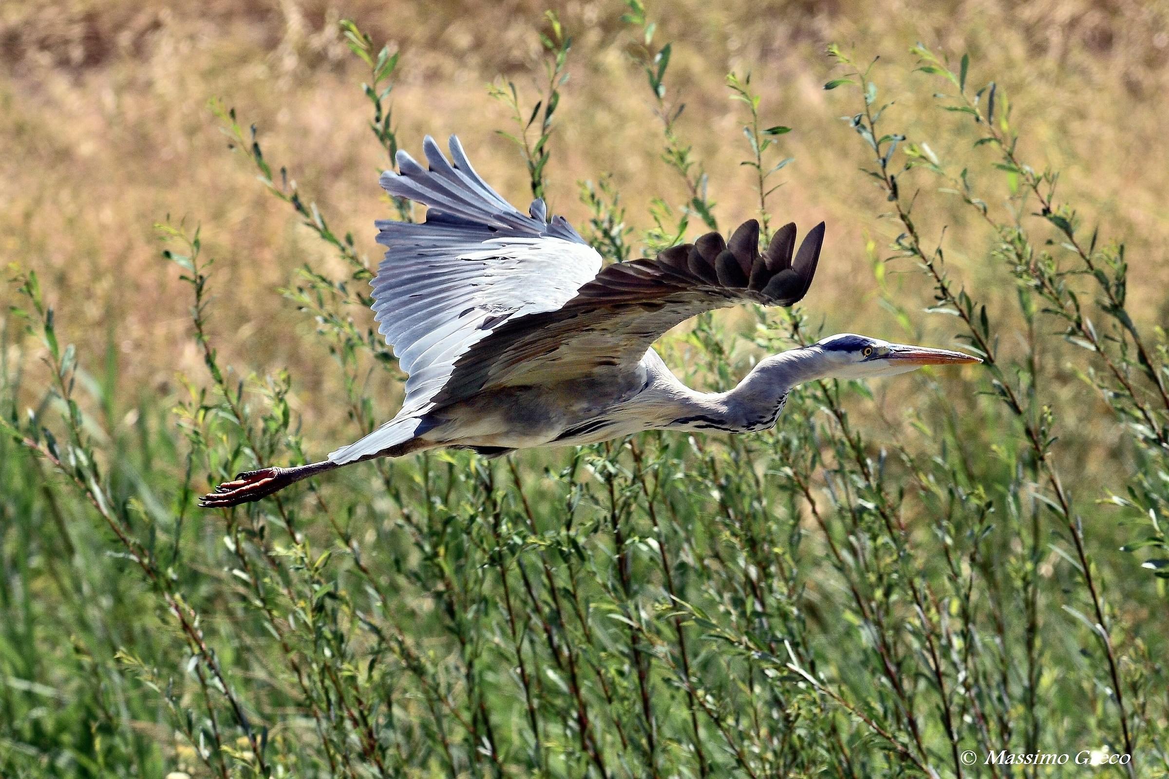 Airone cenerino in volo