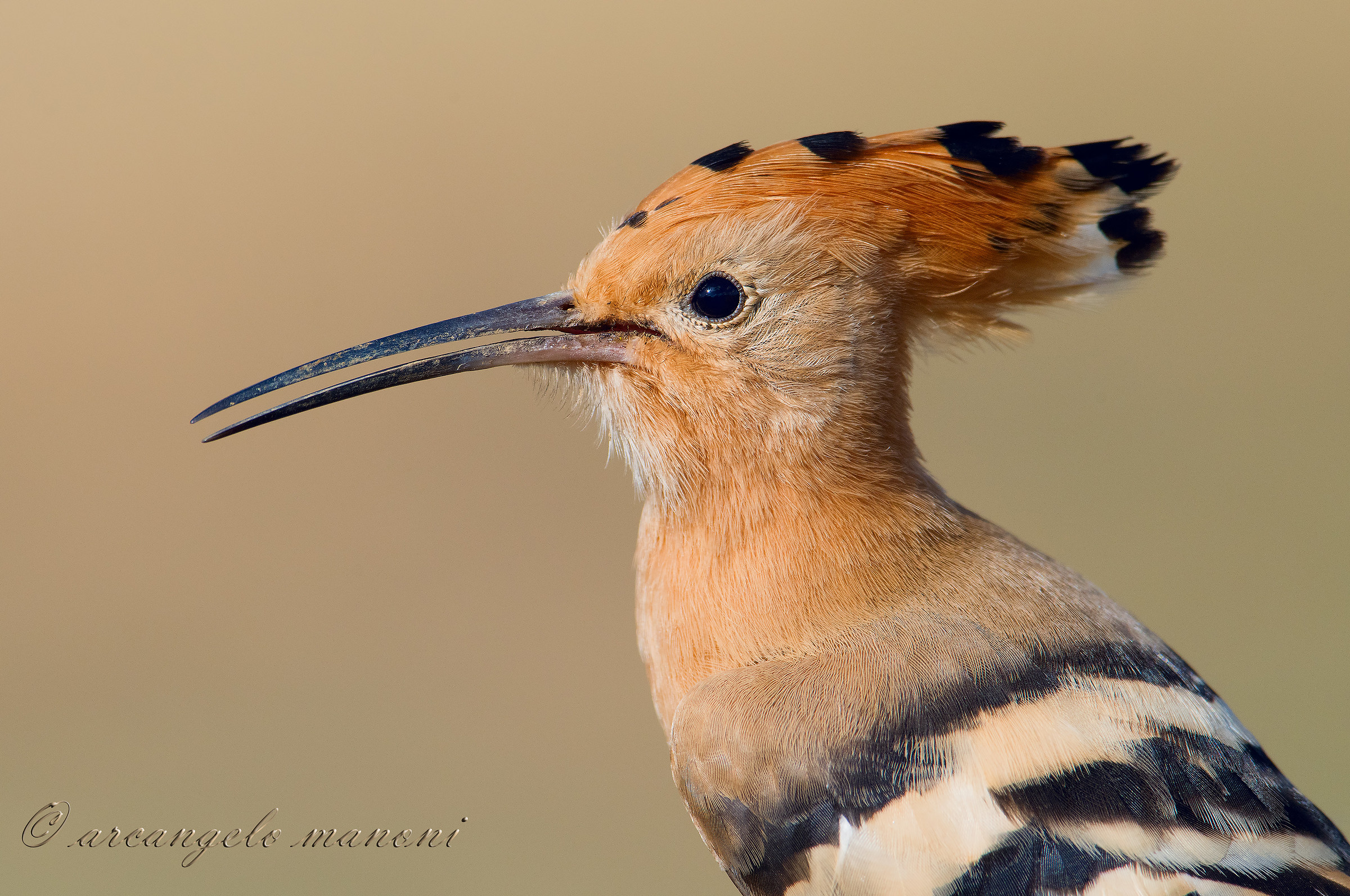 He suffuses as he sings