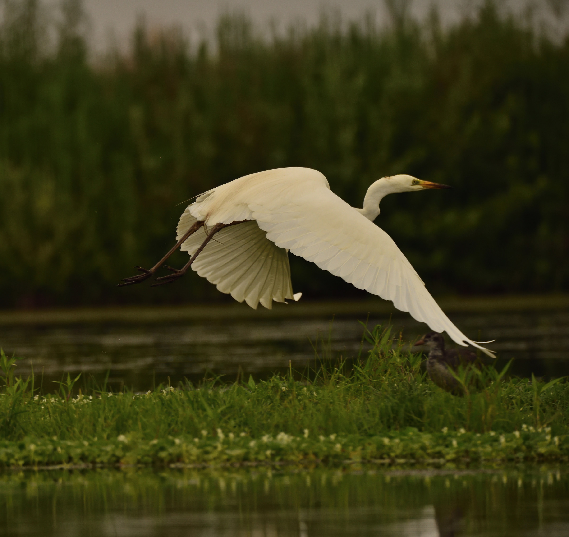 Big white heron
