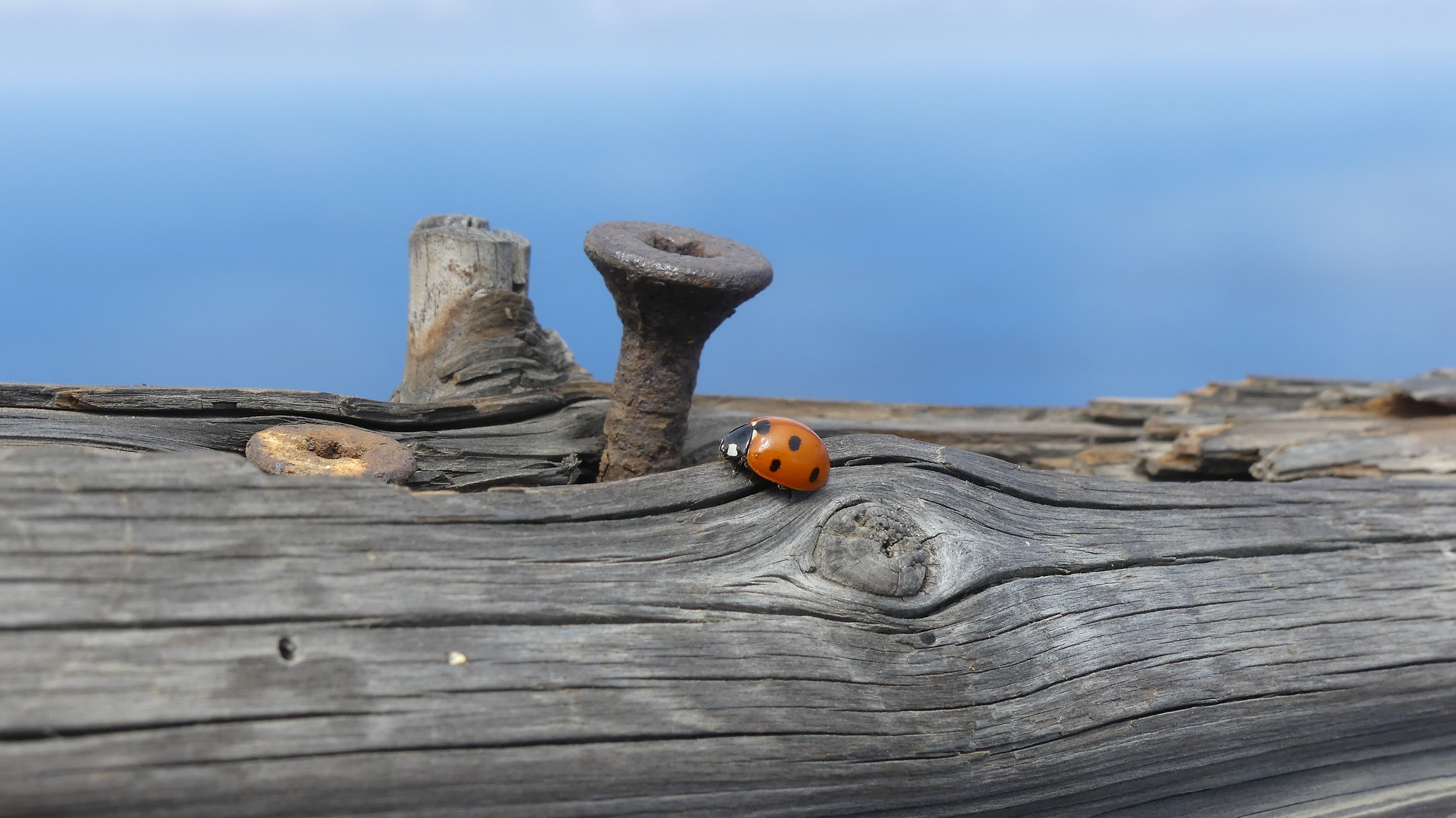 Legno, ferro e coccinella