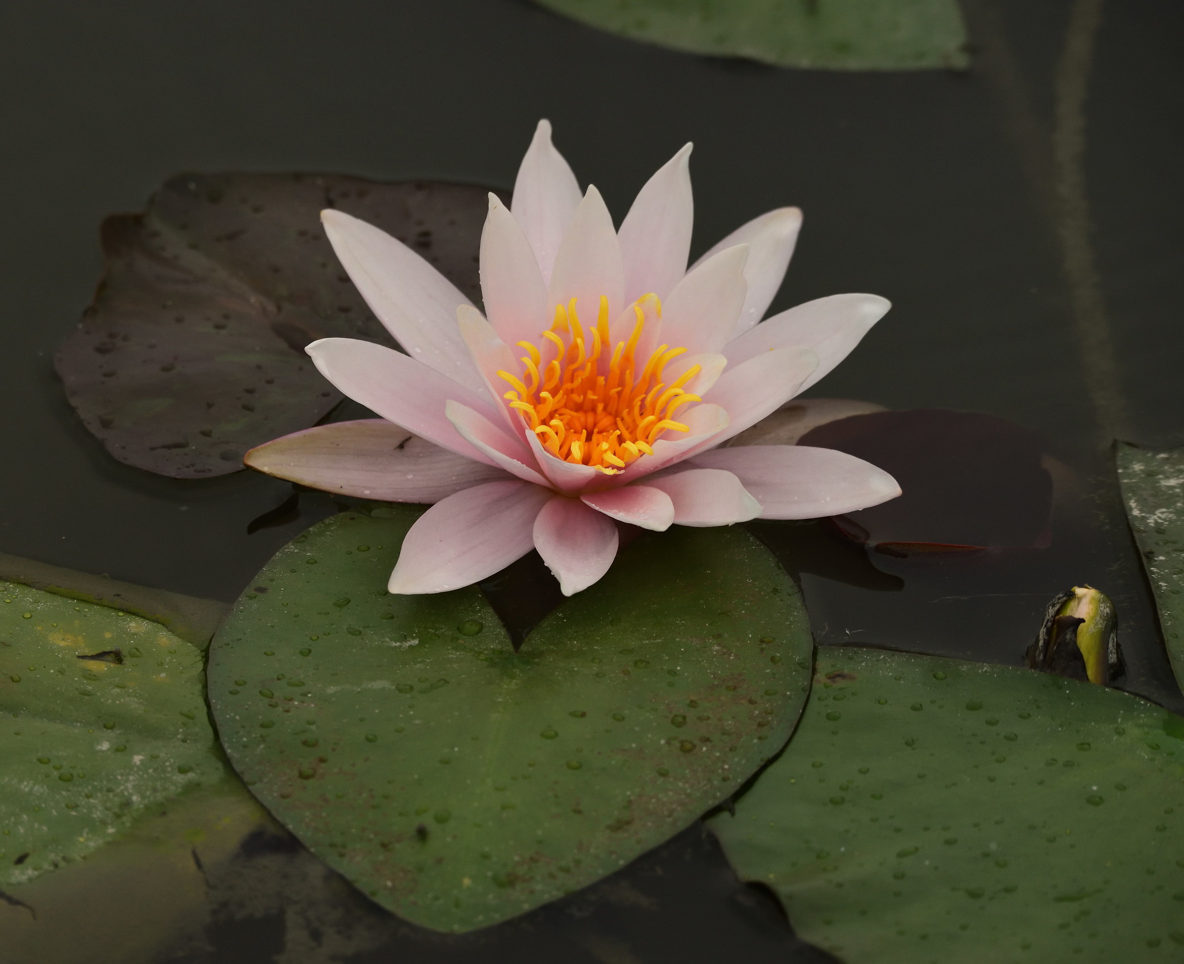 waterlily