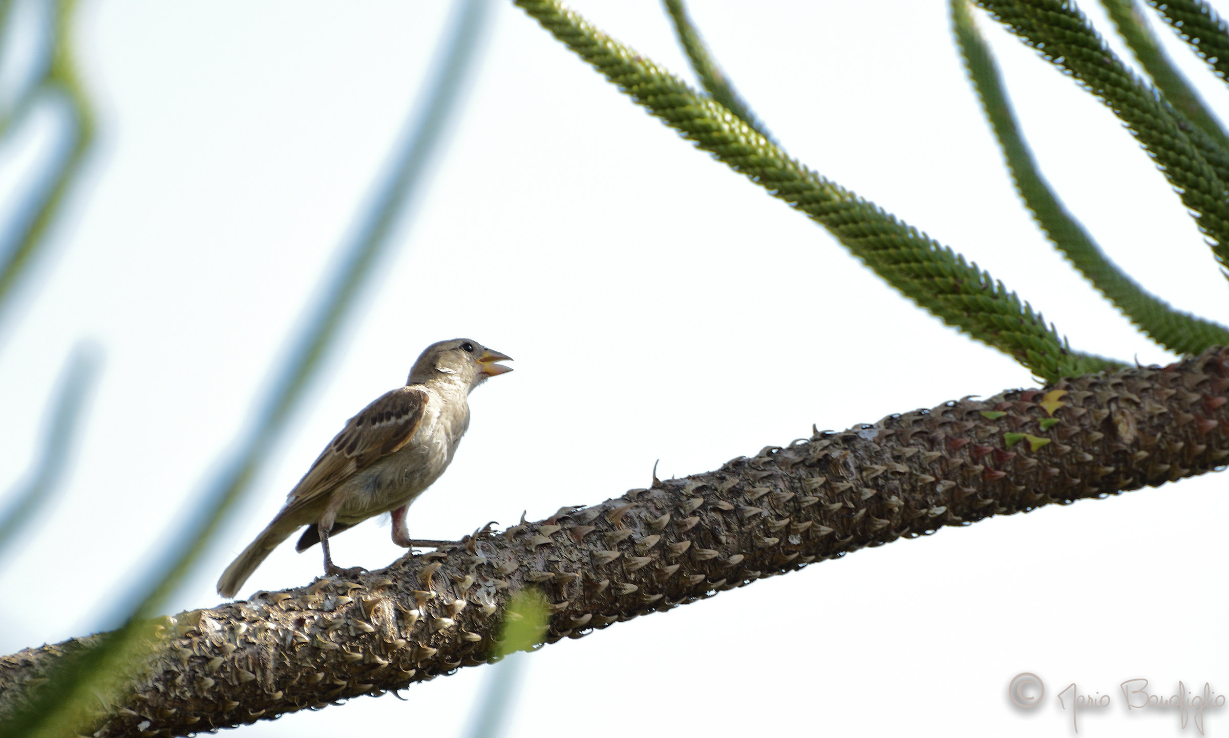 Il passero accaldato