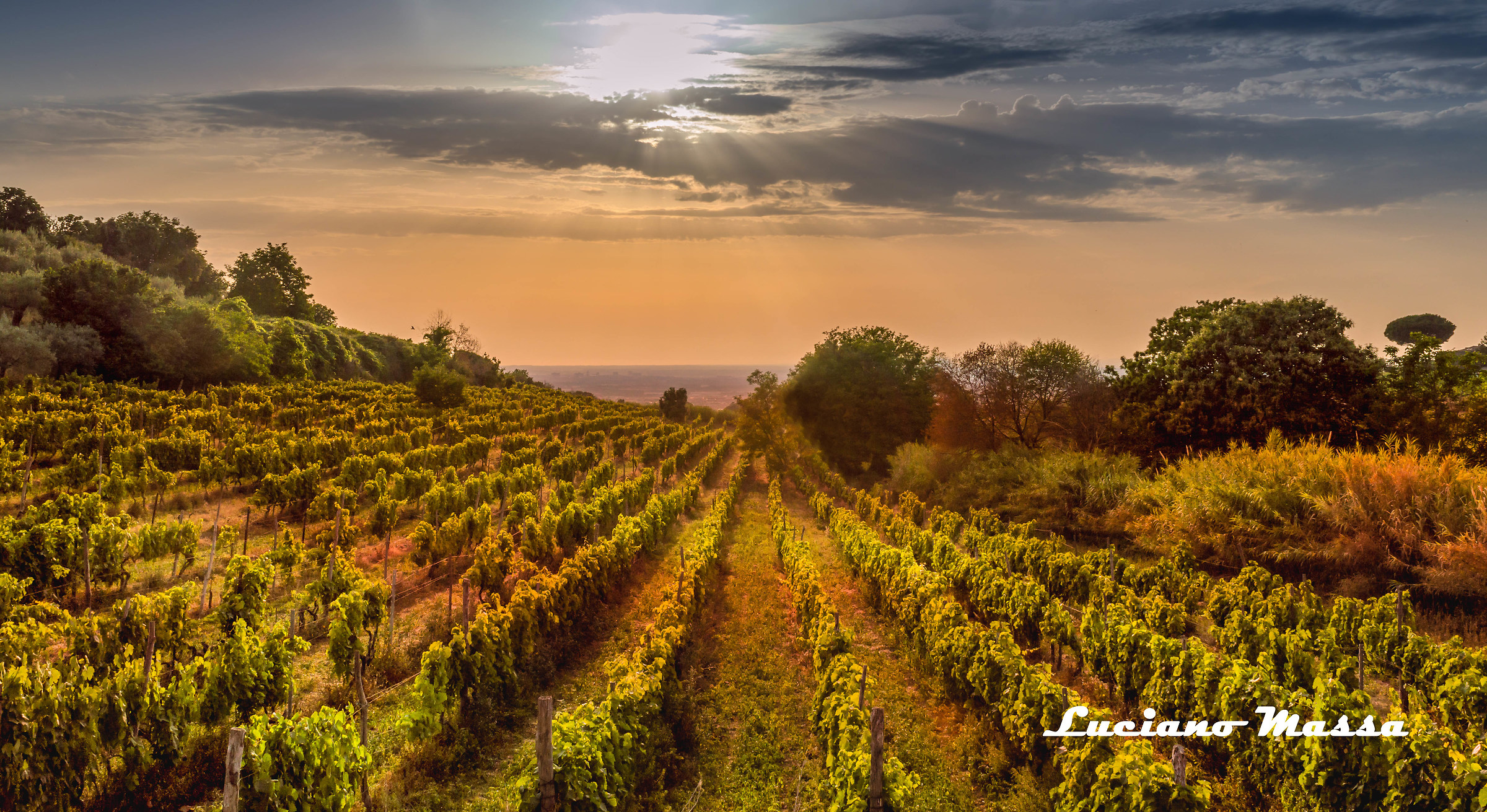 Vineyard of Grottaferrata
