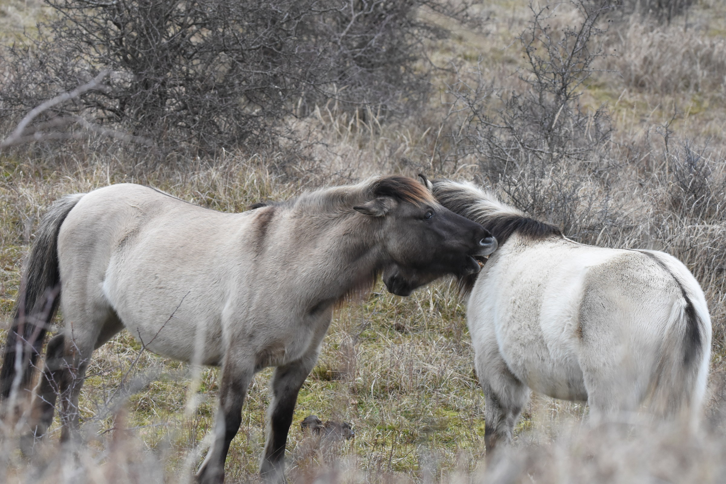Konik horses