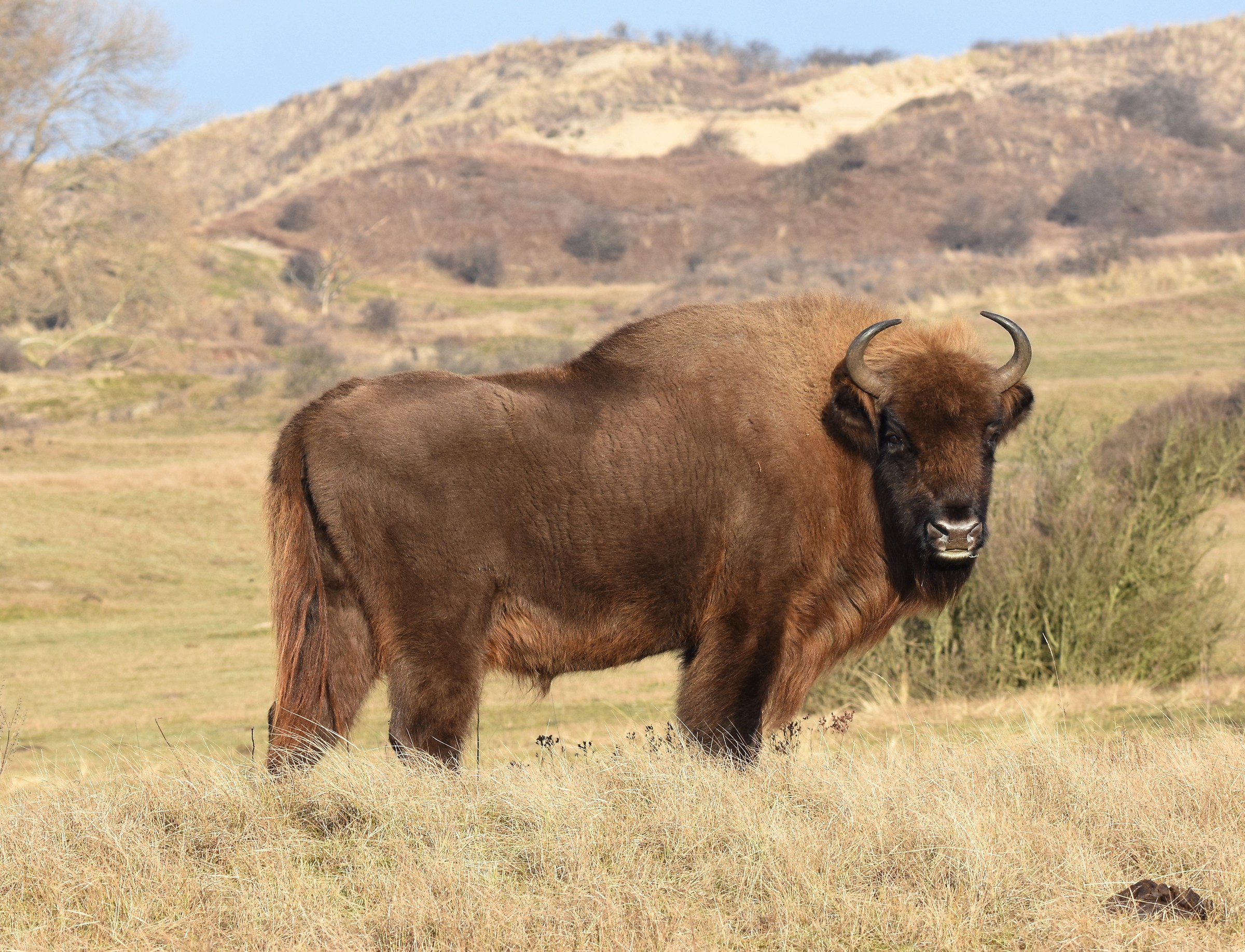 Wisent at Kraansvlak in the Netherlands