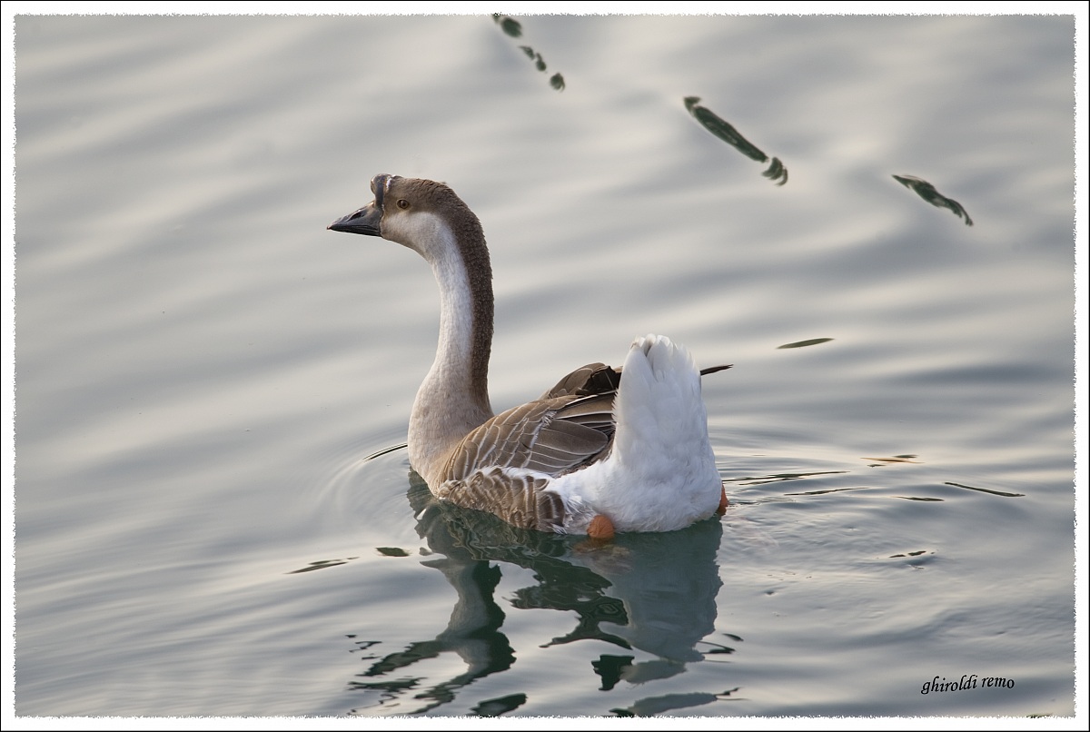 common goose