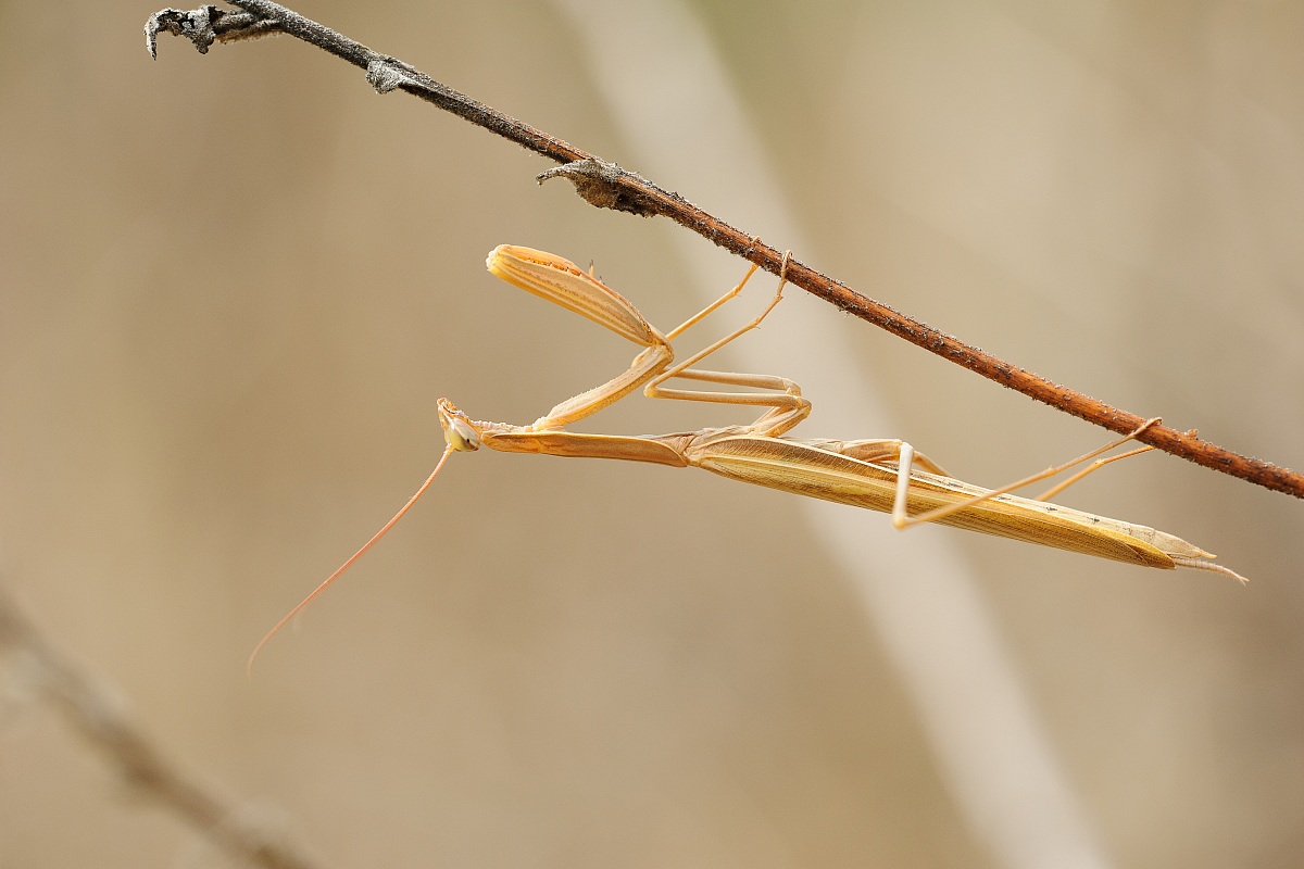 Mantis