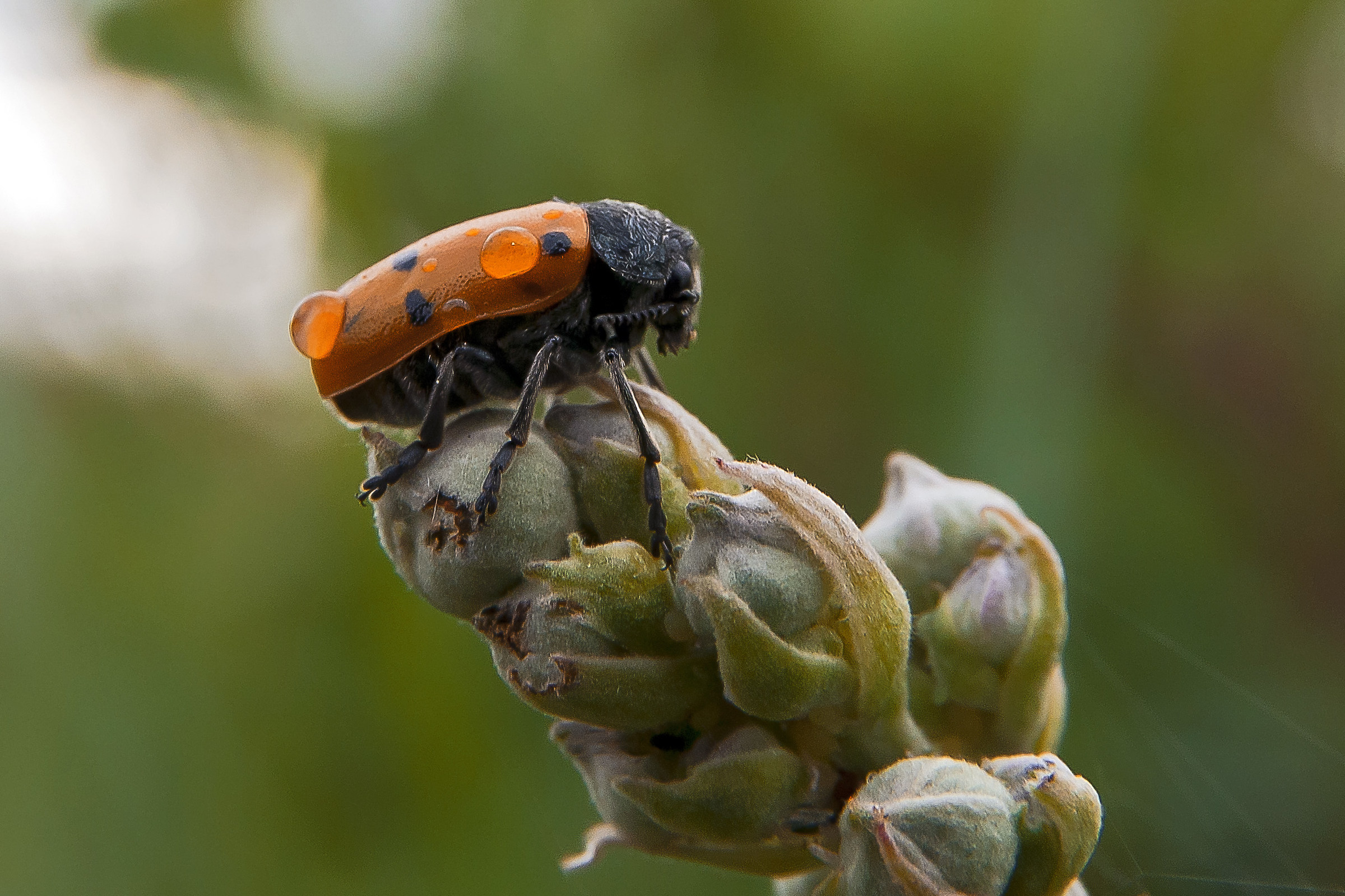 Lachnaia sexpunctata ???