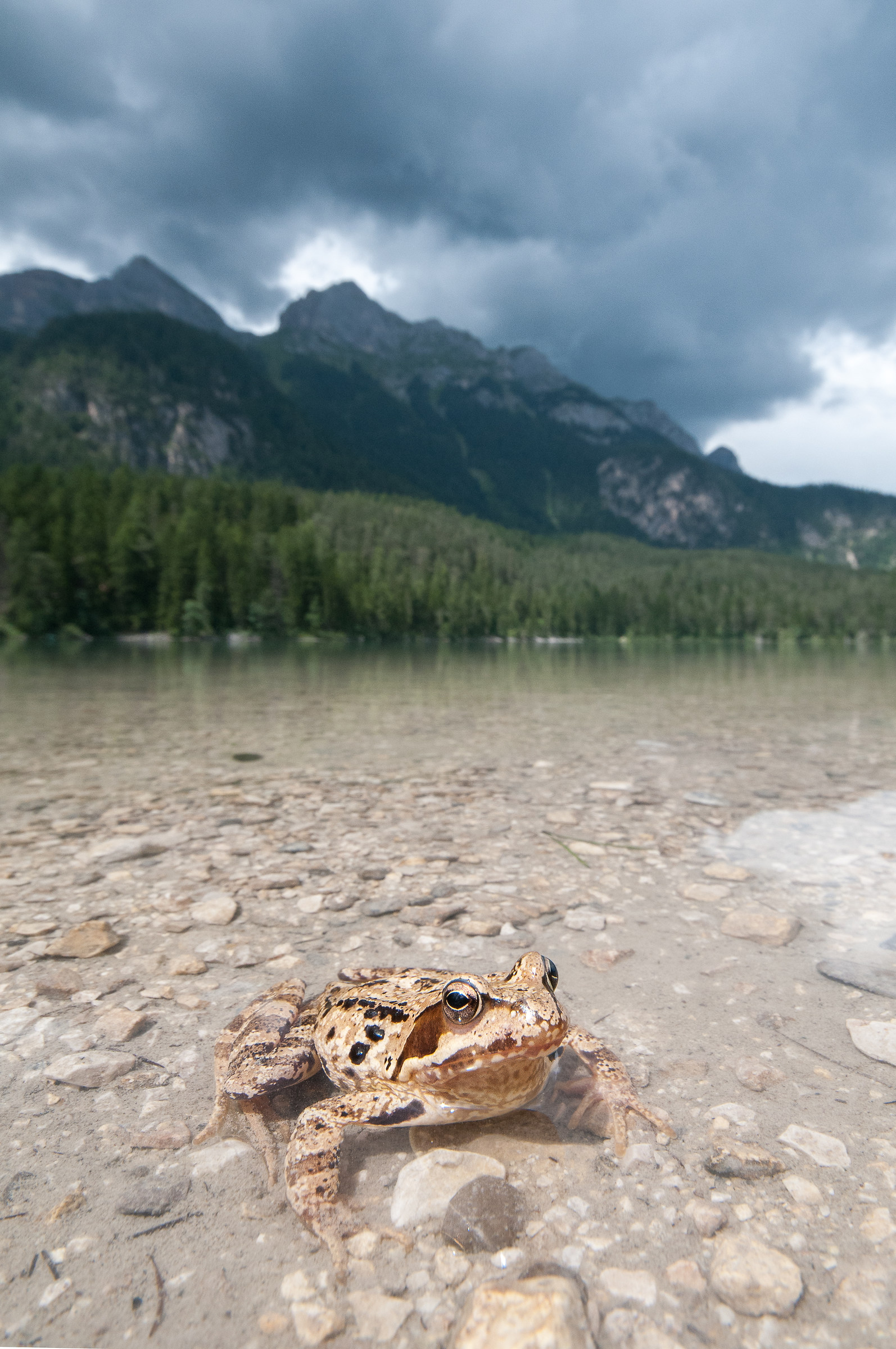 Bad weather in Tovel, temporary frog