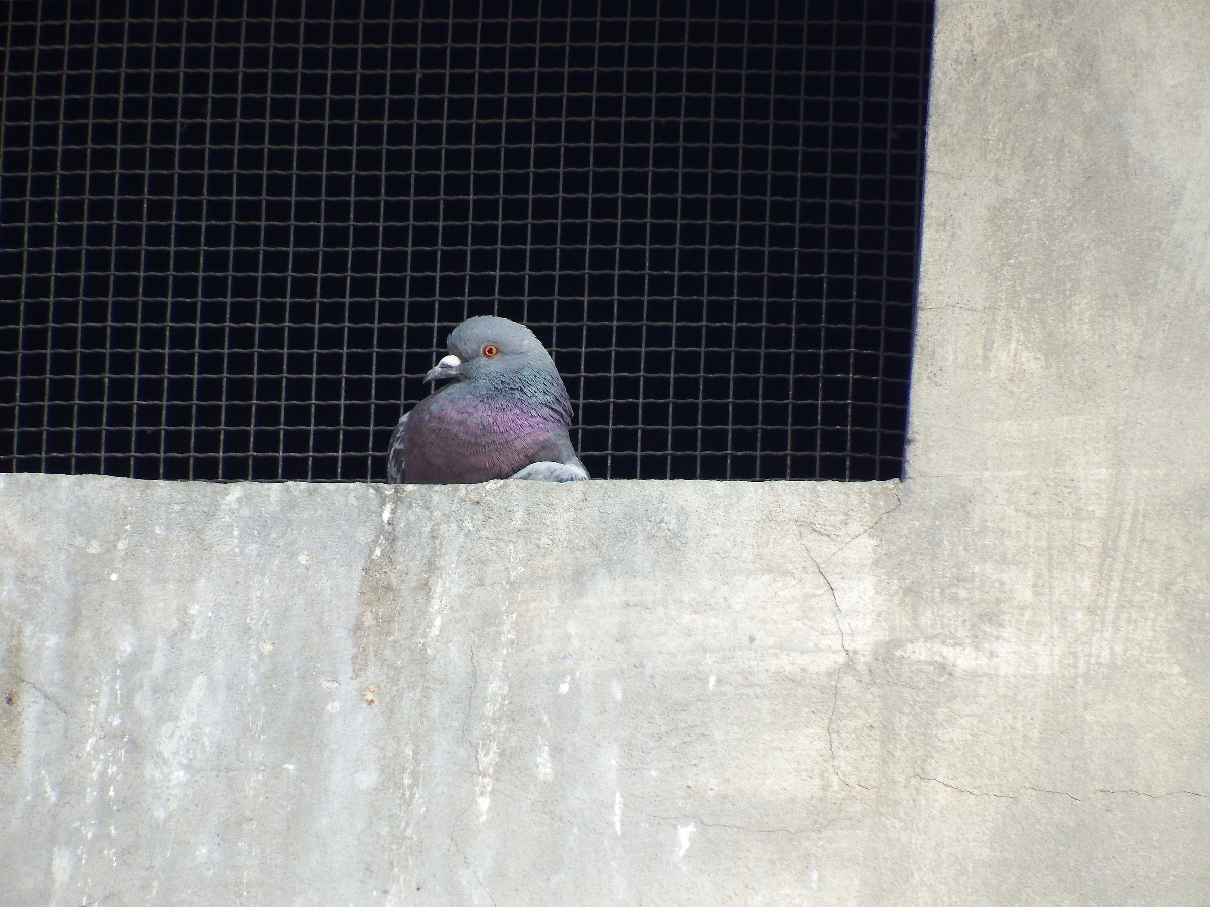 Pigeons at the Rescue 1