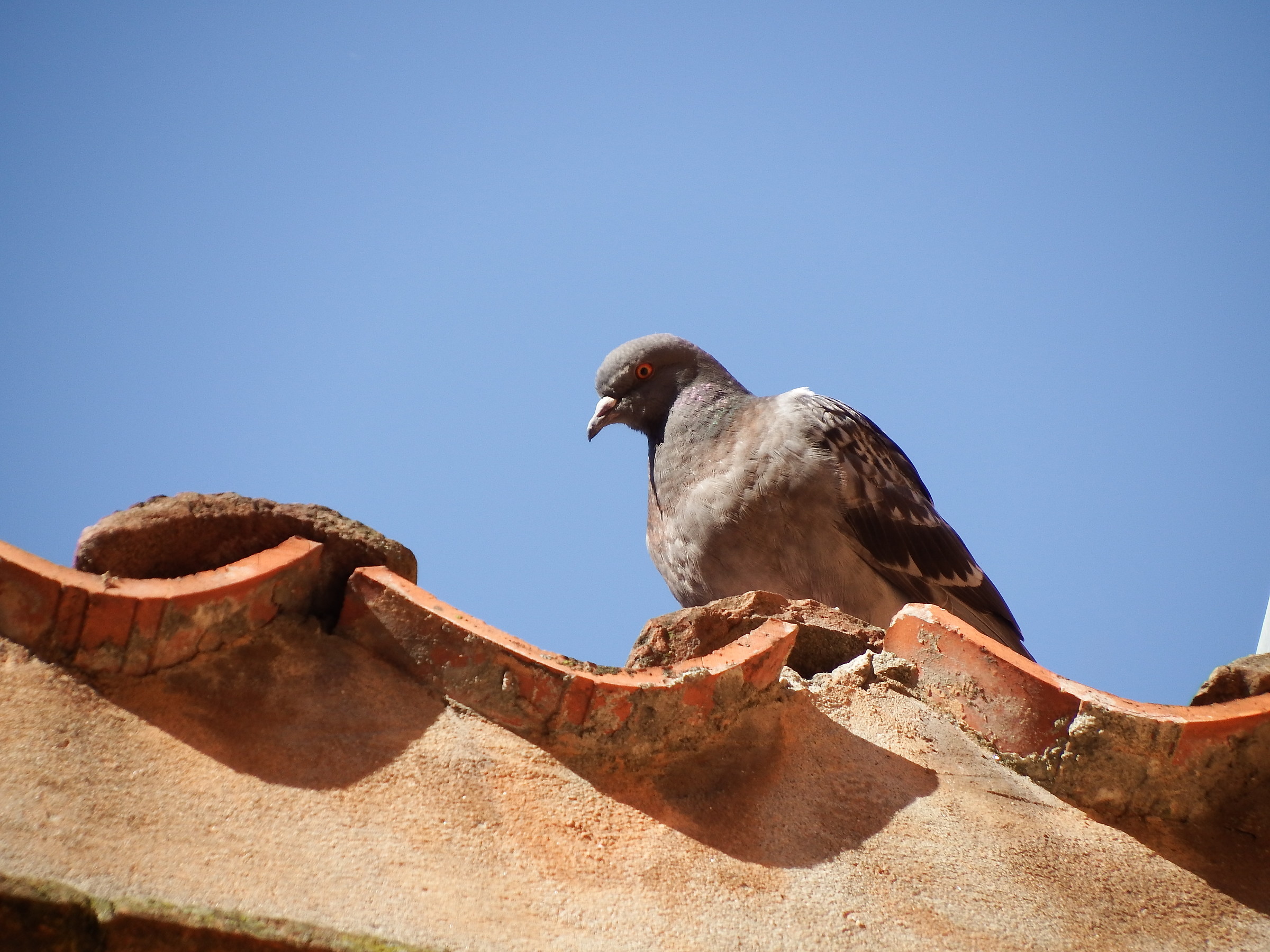 Pigeons at the Rescue 2
