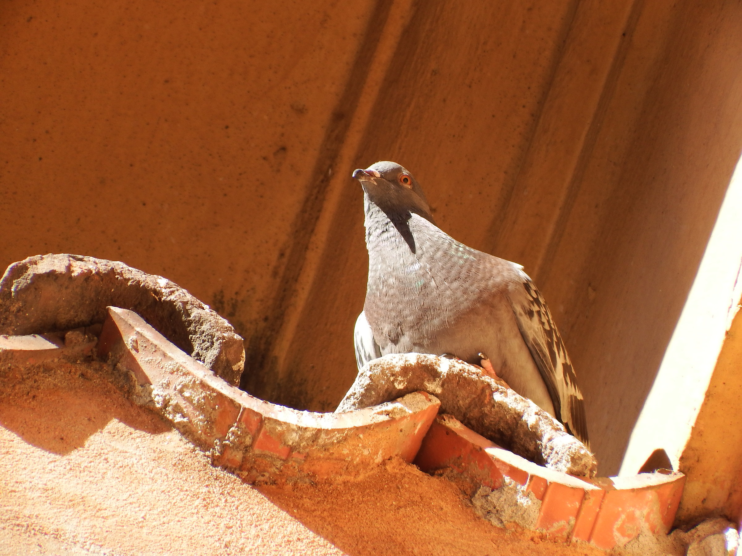 Pigeons at the Rescue 3