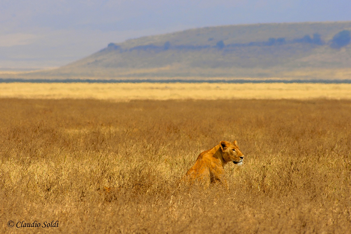 Ngorongoro - Lioness