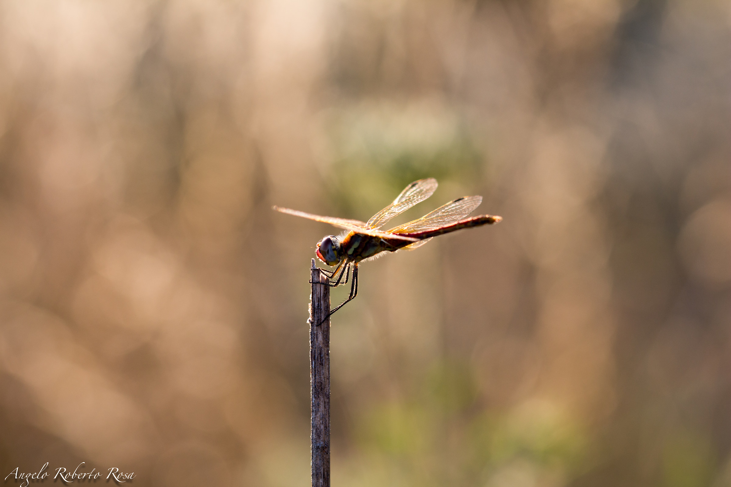 Libellula (5)