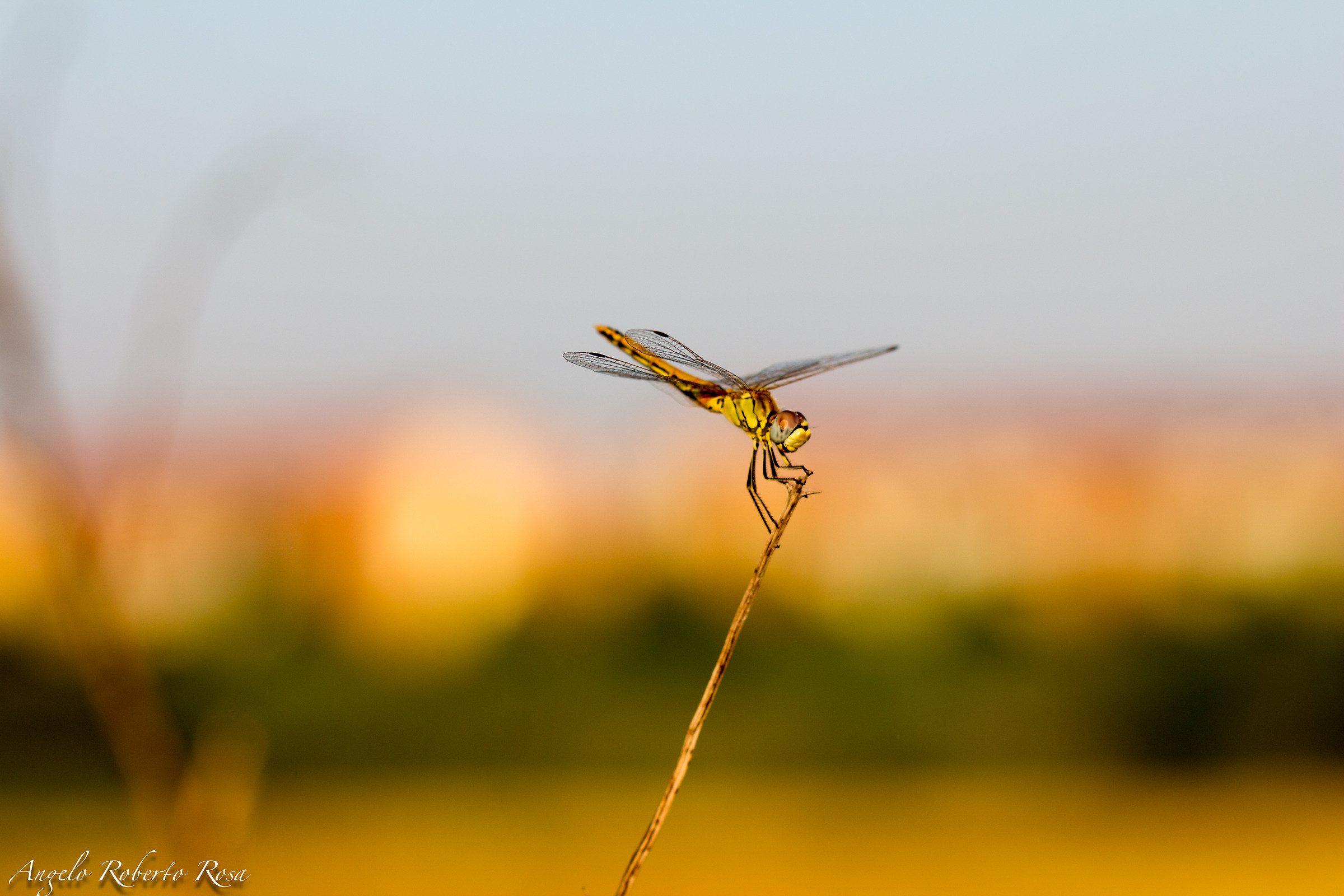 Libellula (6)