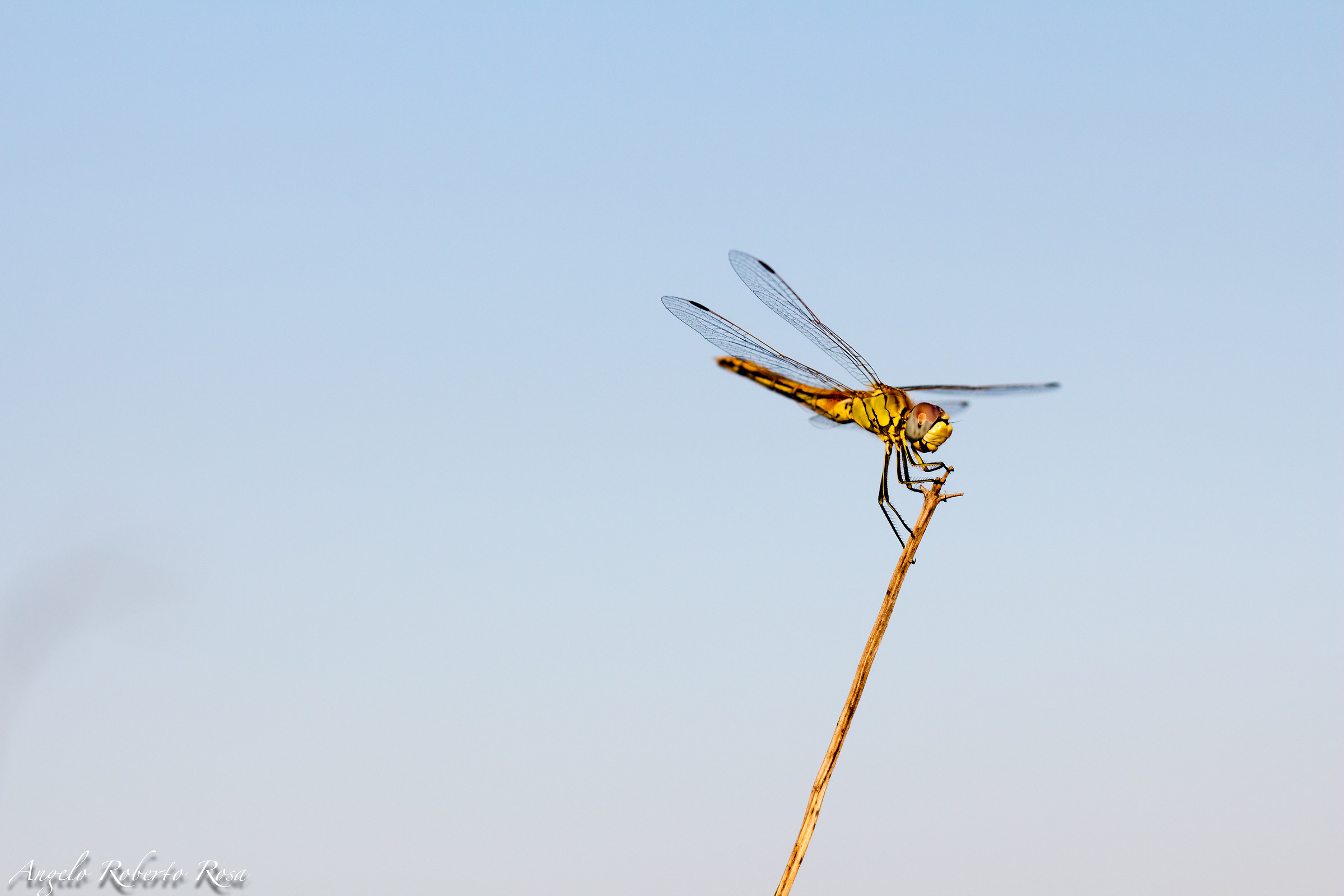 Libellula (7)