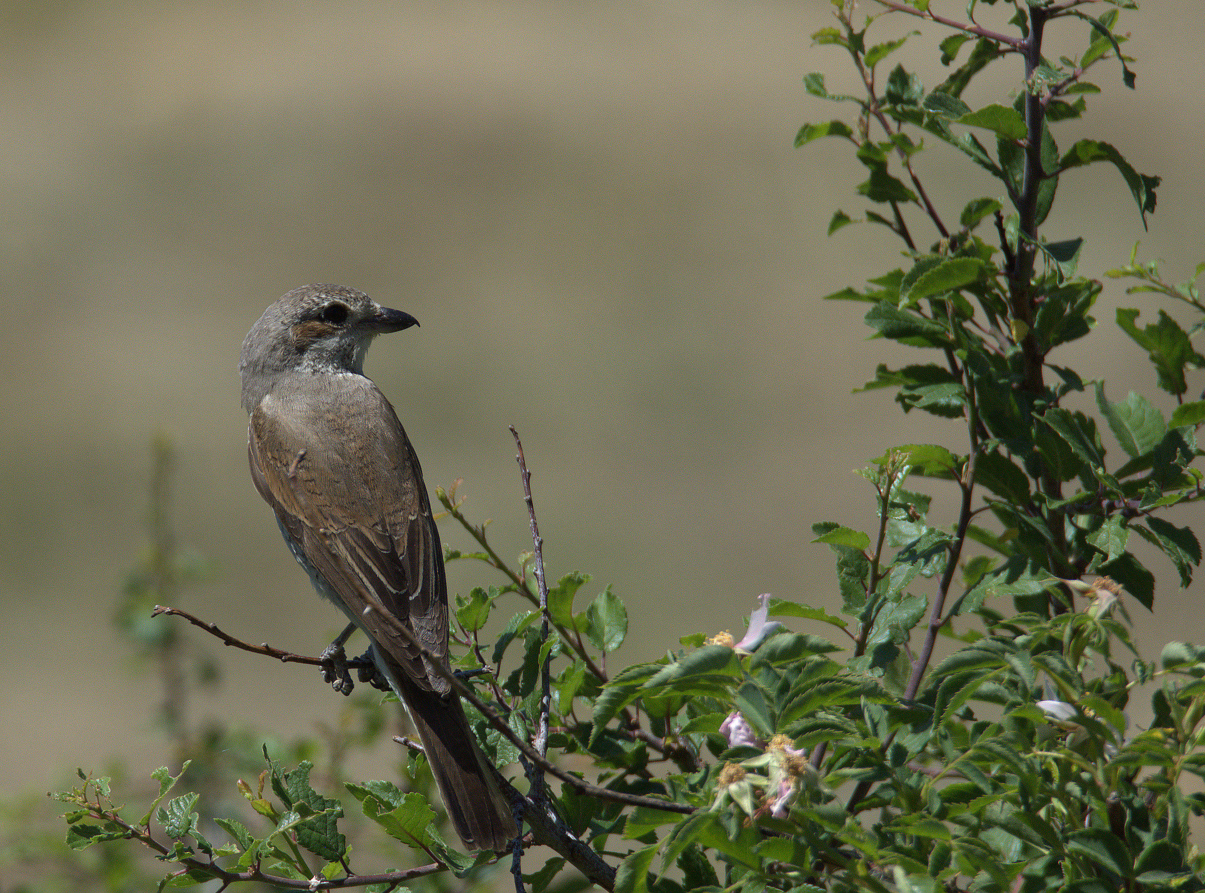 Averla small female