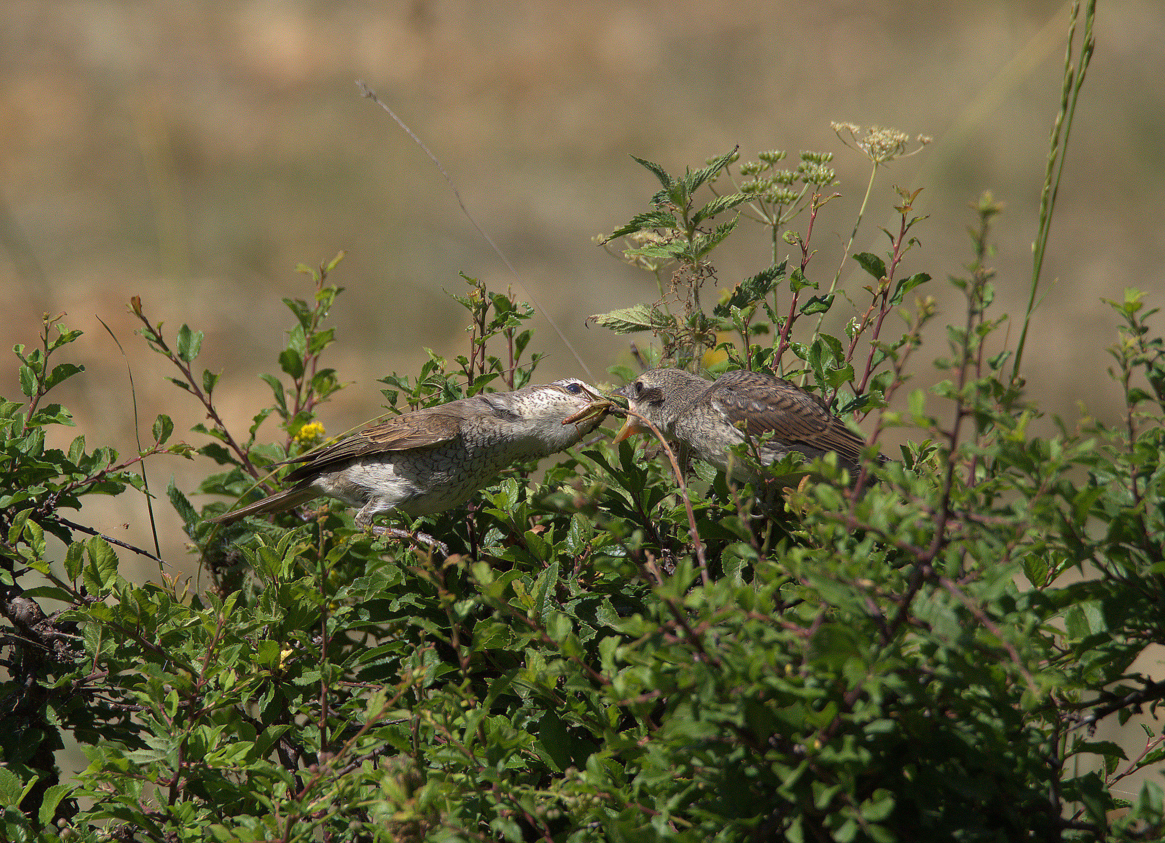 Averla small female with small