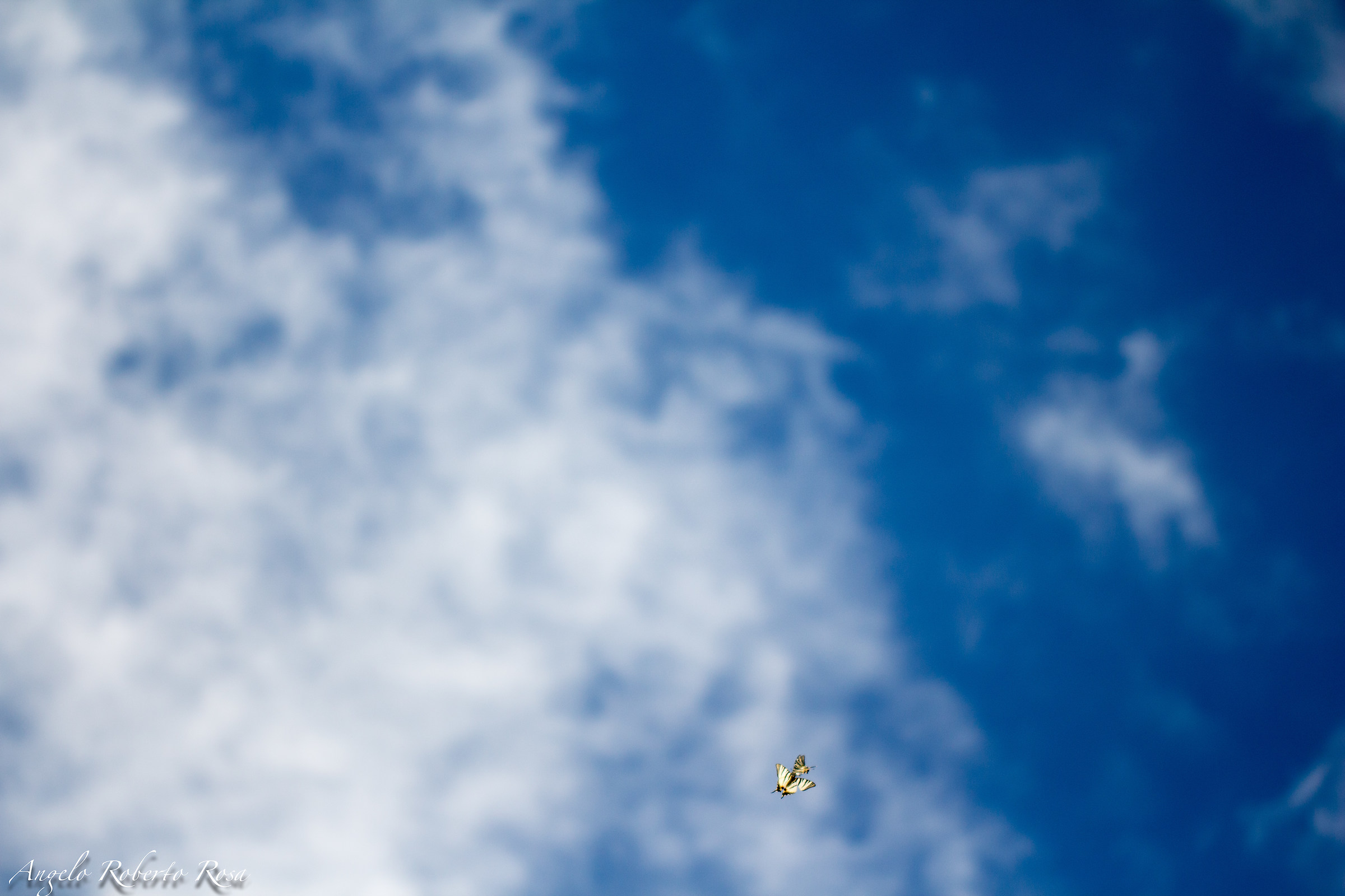 .. free in the sky ..