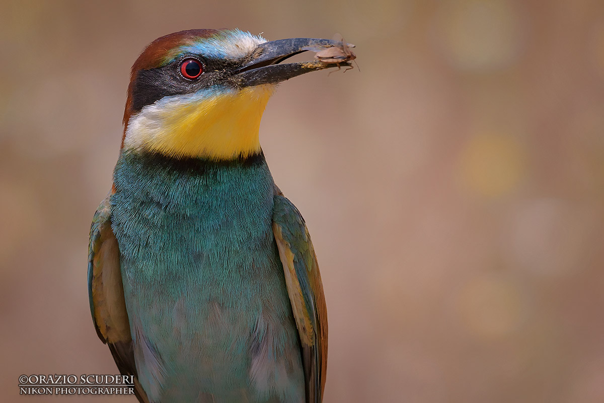Merops apiaster