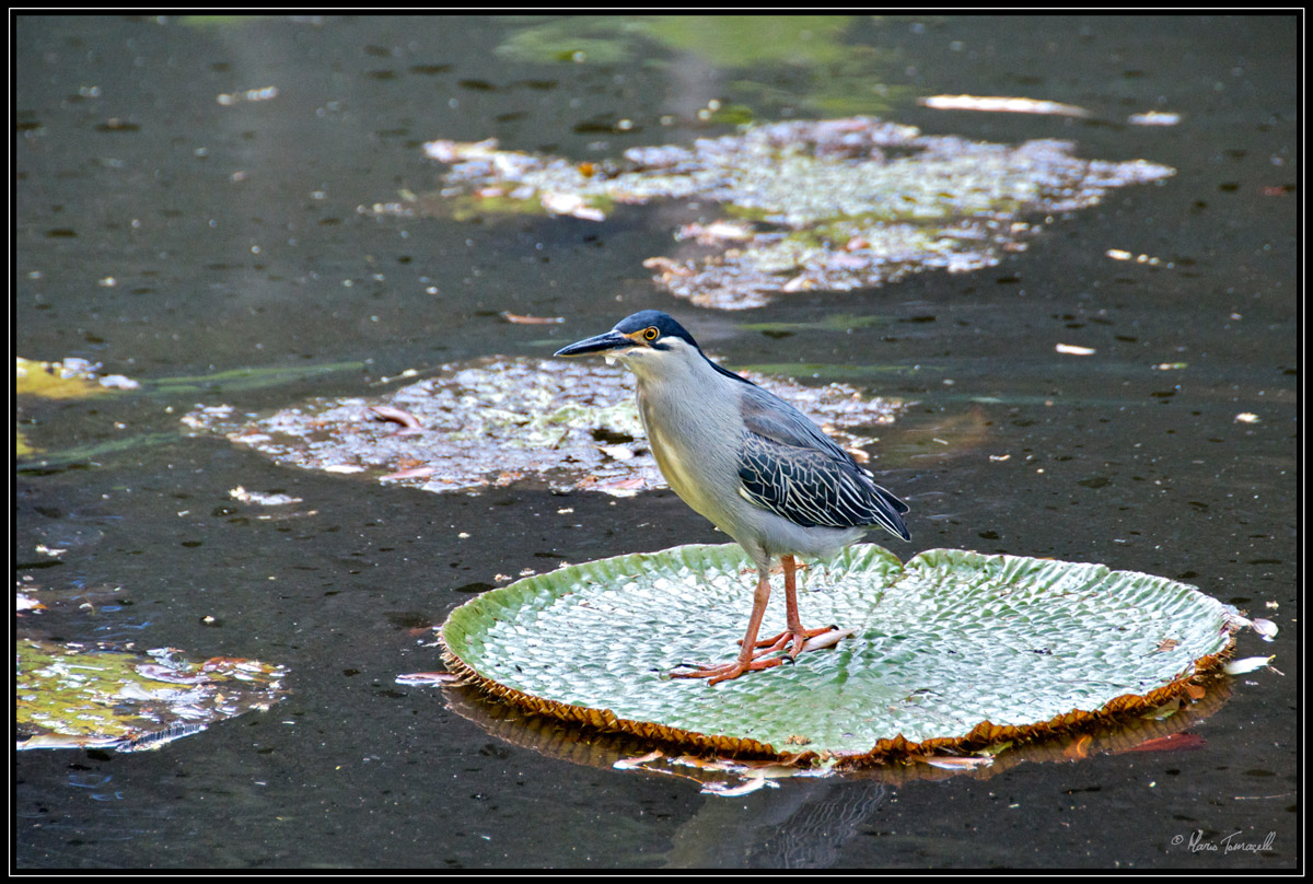 Nitticora su ninfea gigante - Pamplemousses (Mauritius)