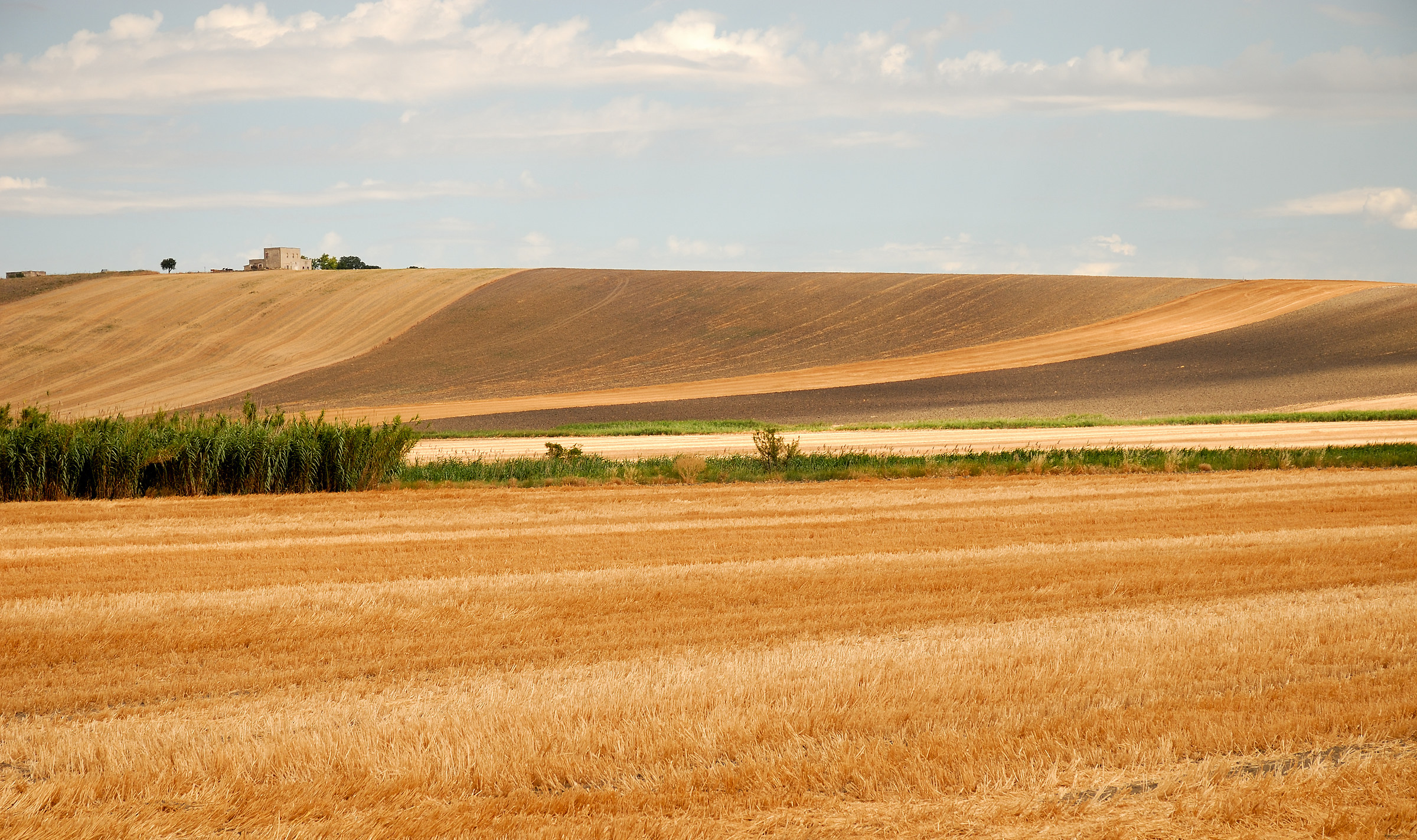 Wheat and its geometries 3
