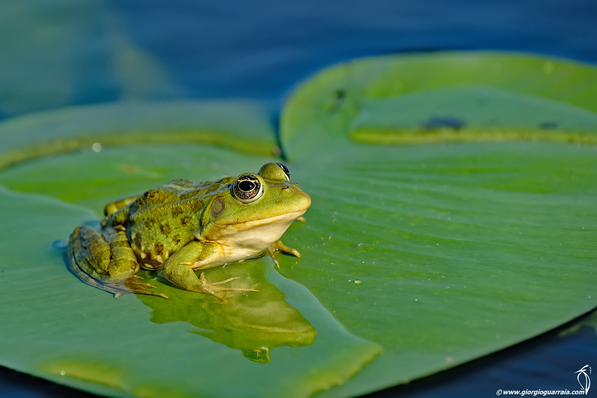 Greater green frog