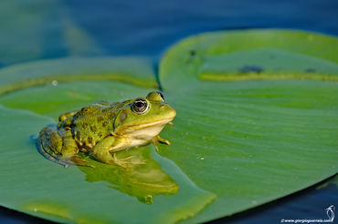 Pelophylax ridibundus