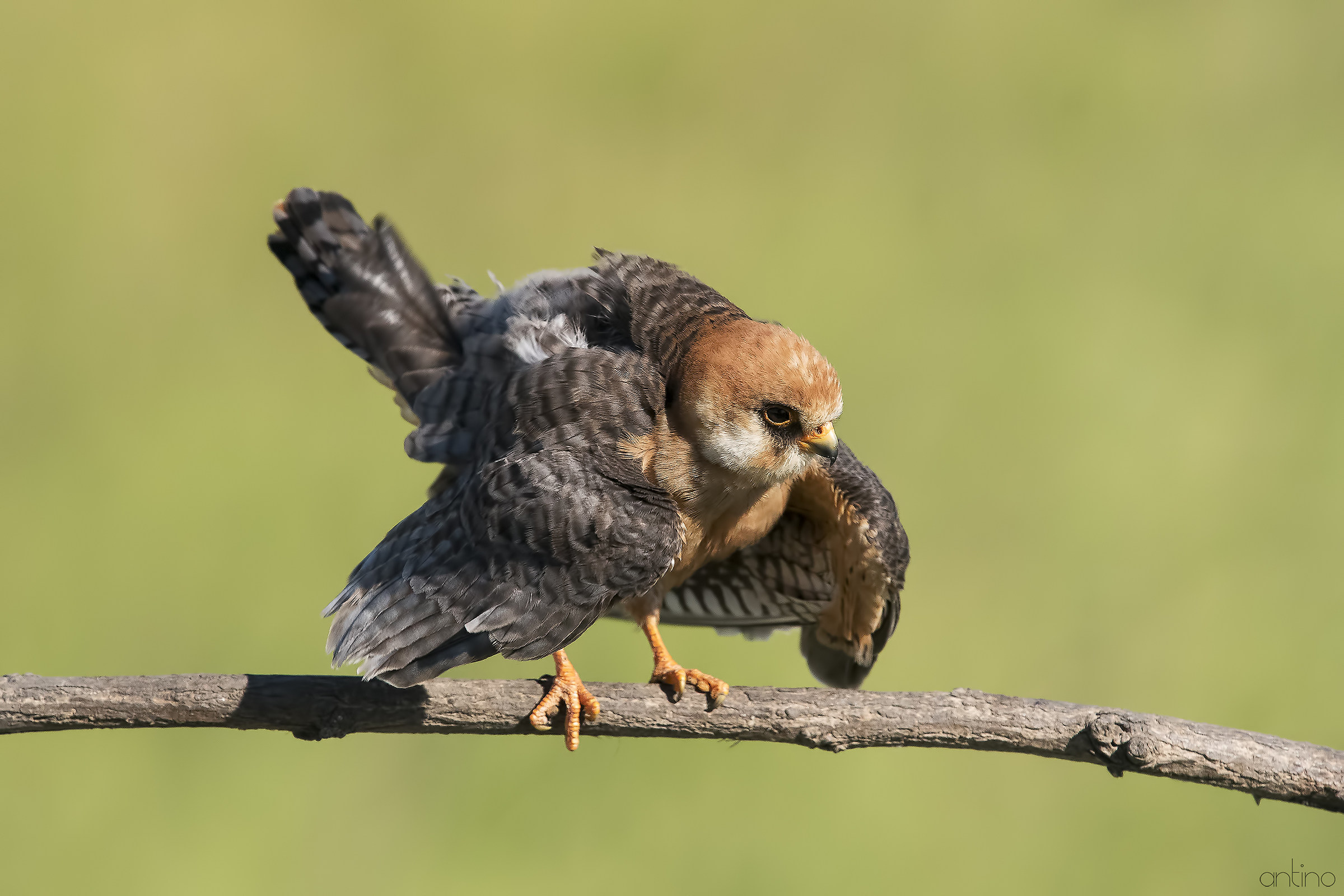 Falco cuculo femmina
