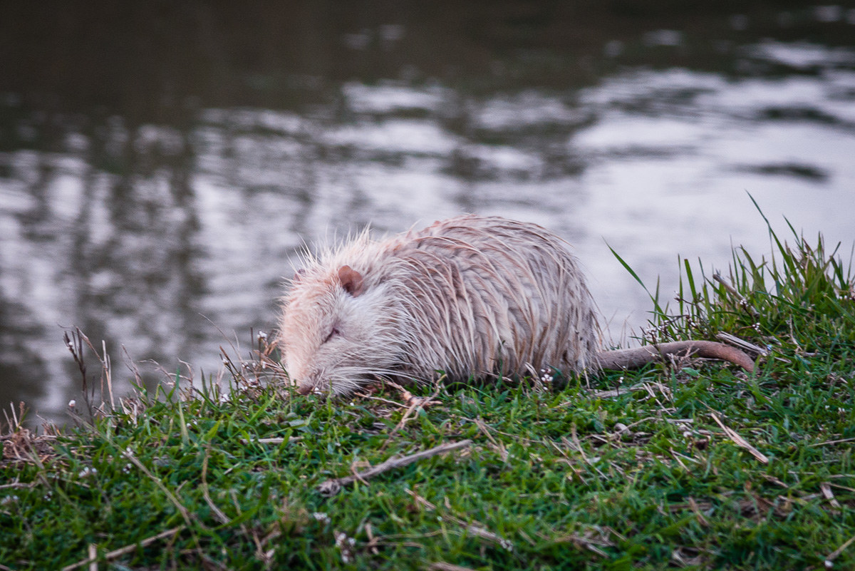 The "mythical" white nutrition