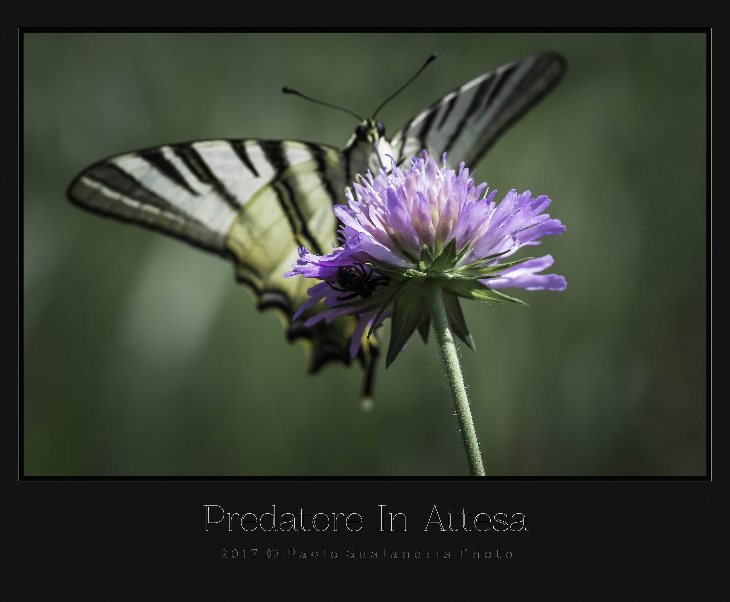 Predatore In Attesa
