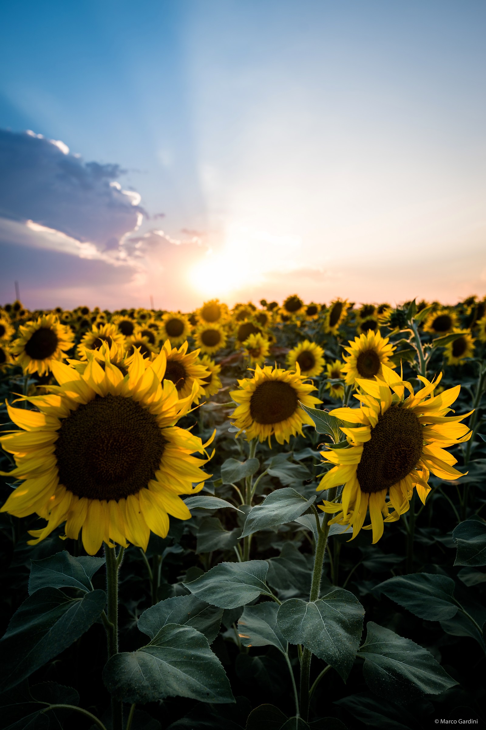 The Friends of the Sun