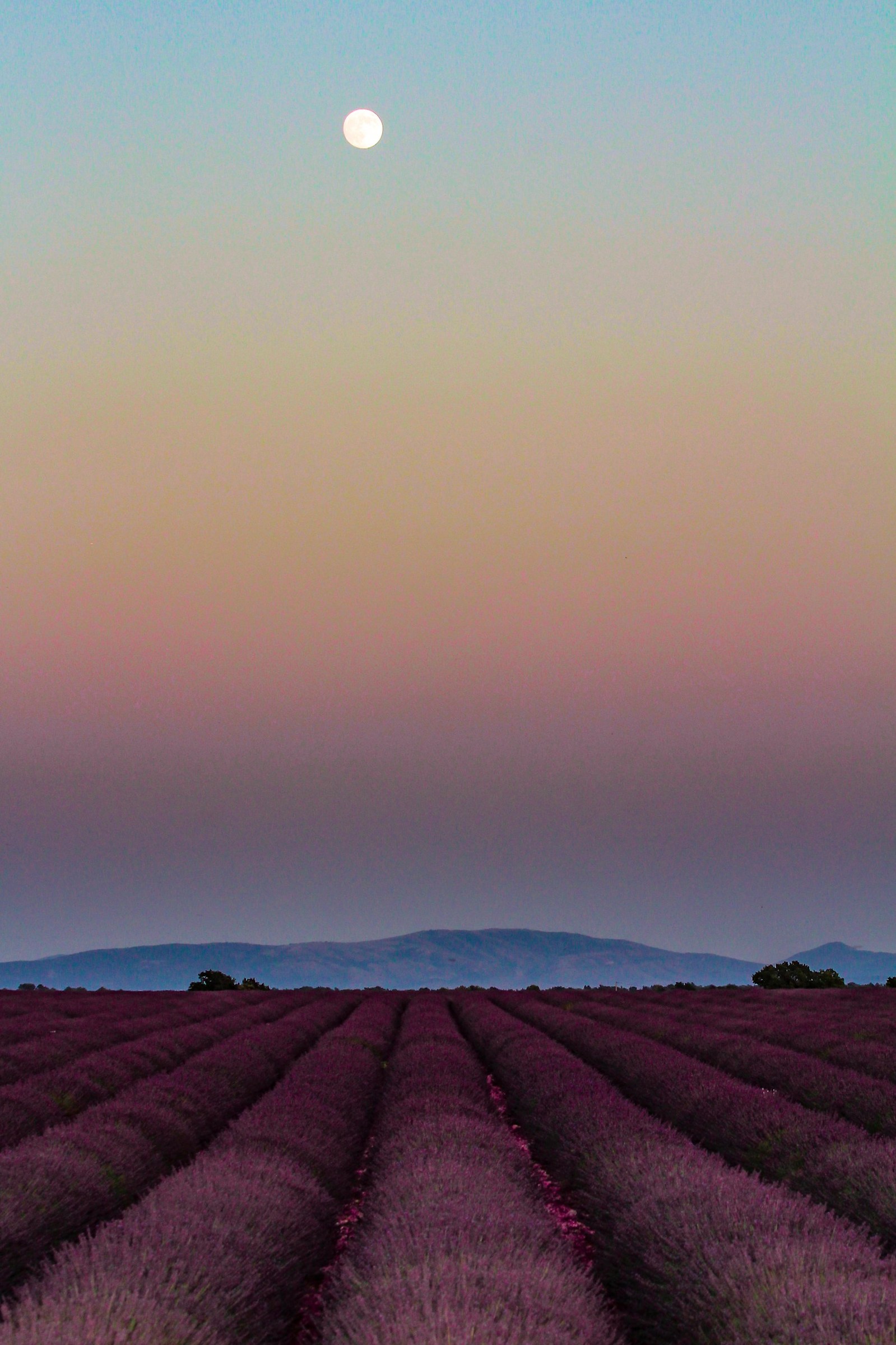 Valensole classico
