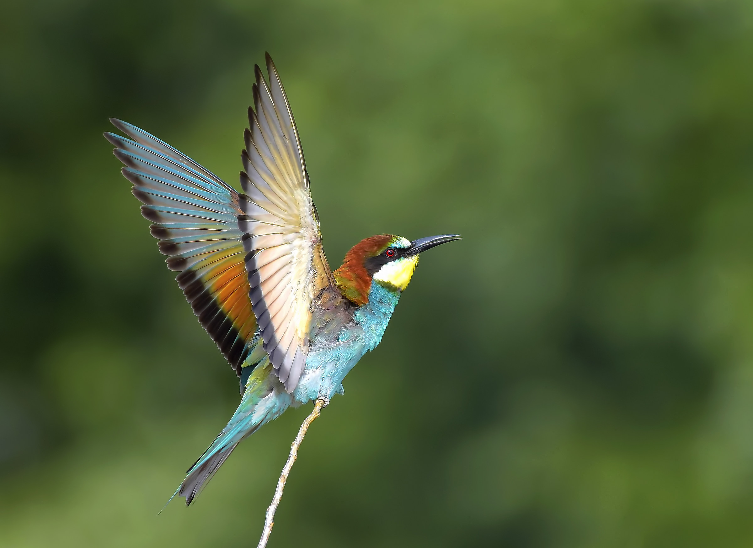 Bee eater