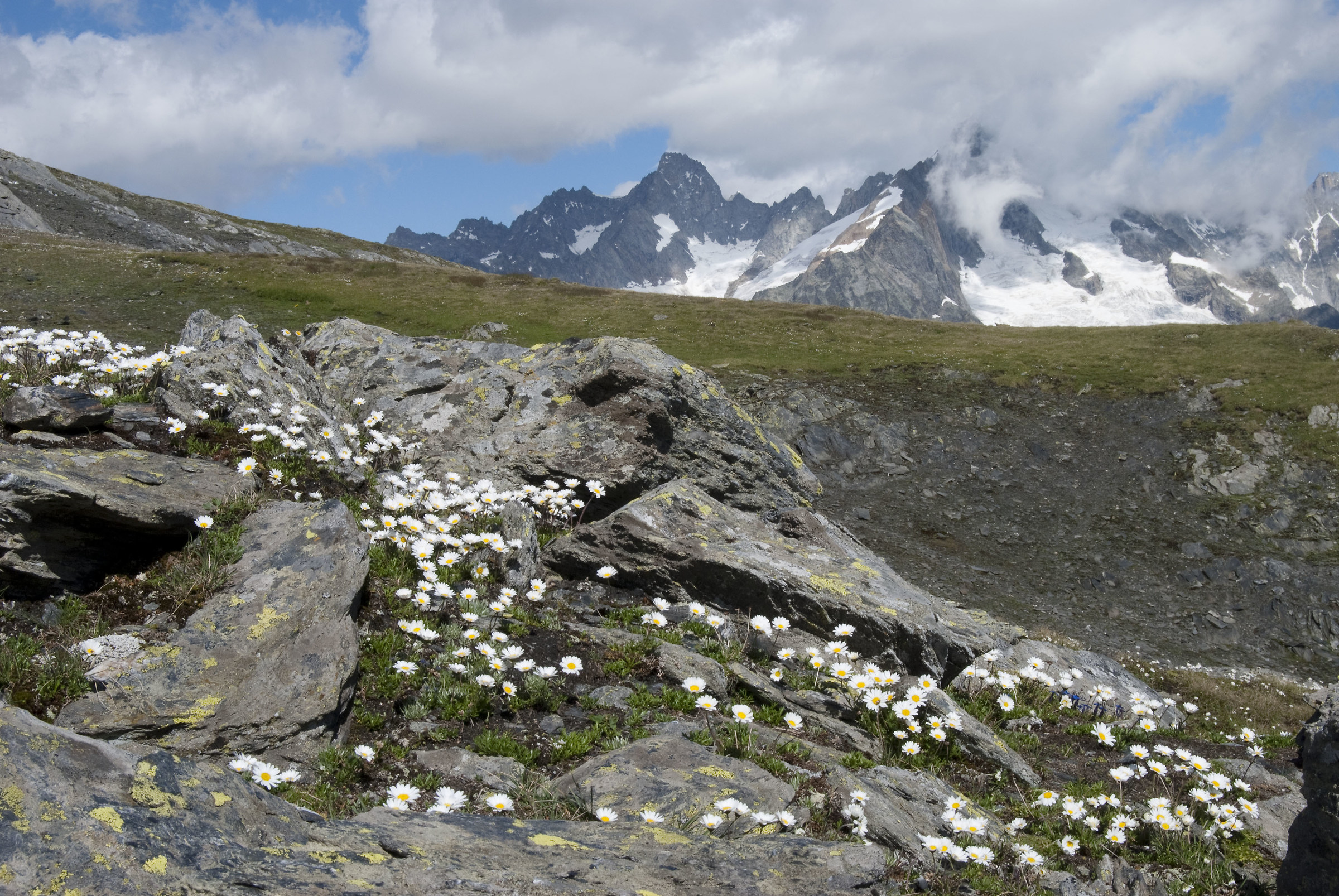 Mountain daisies